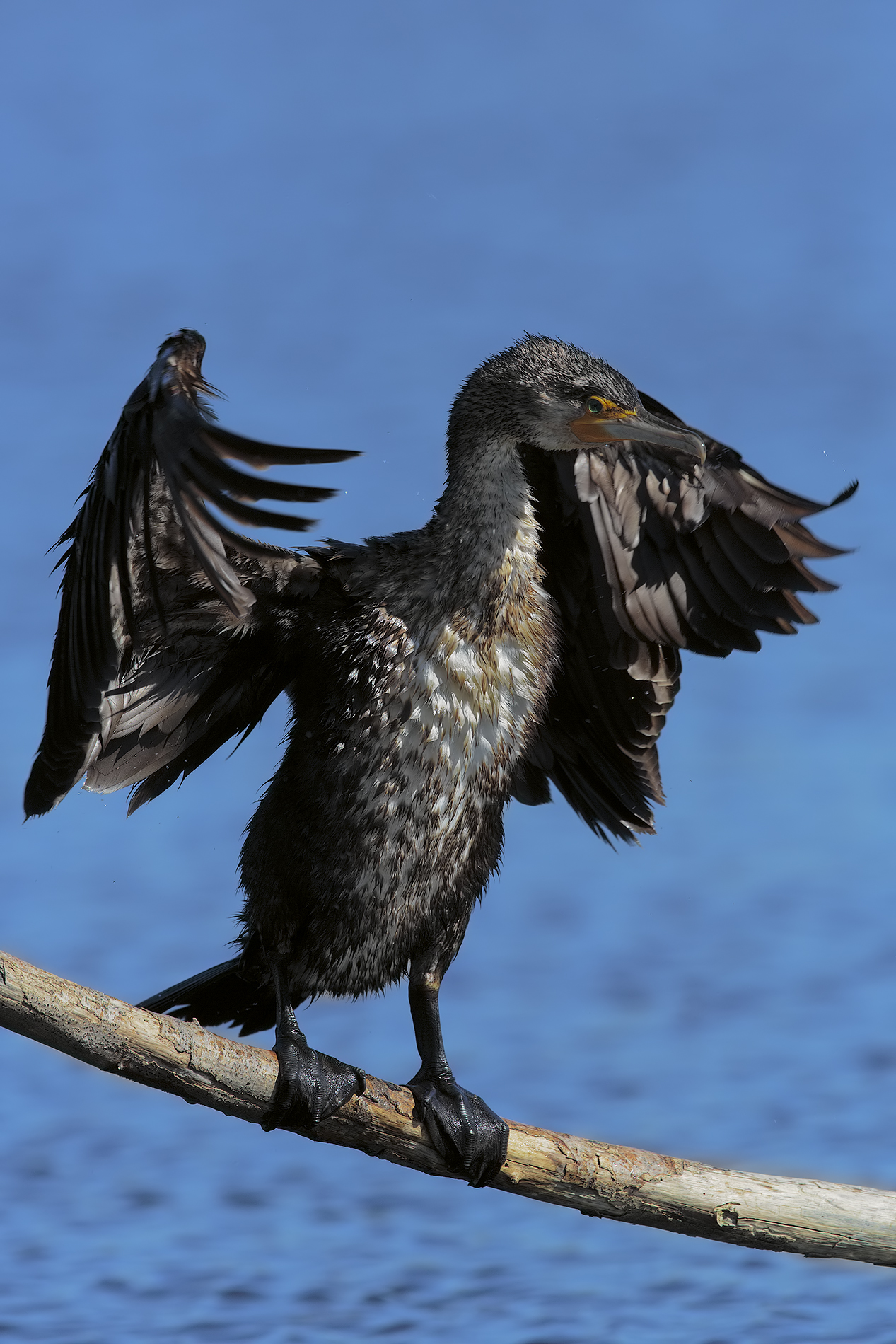 Cormorano solo soletto....
