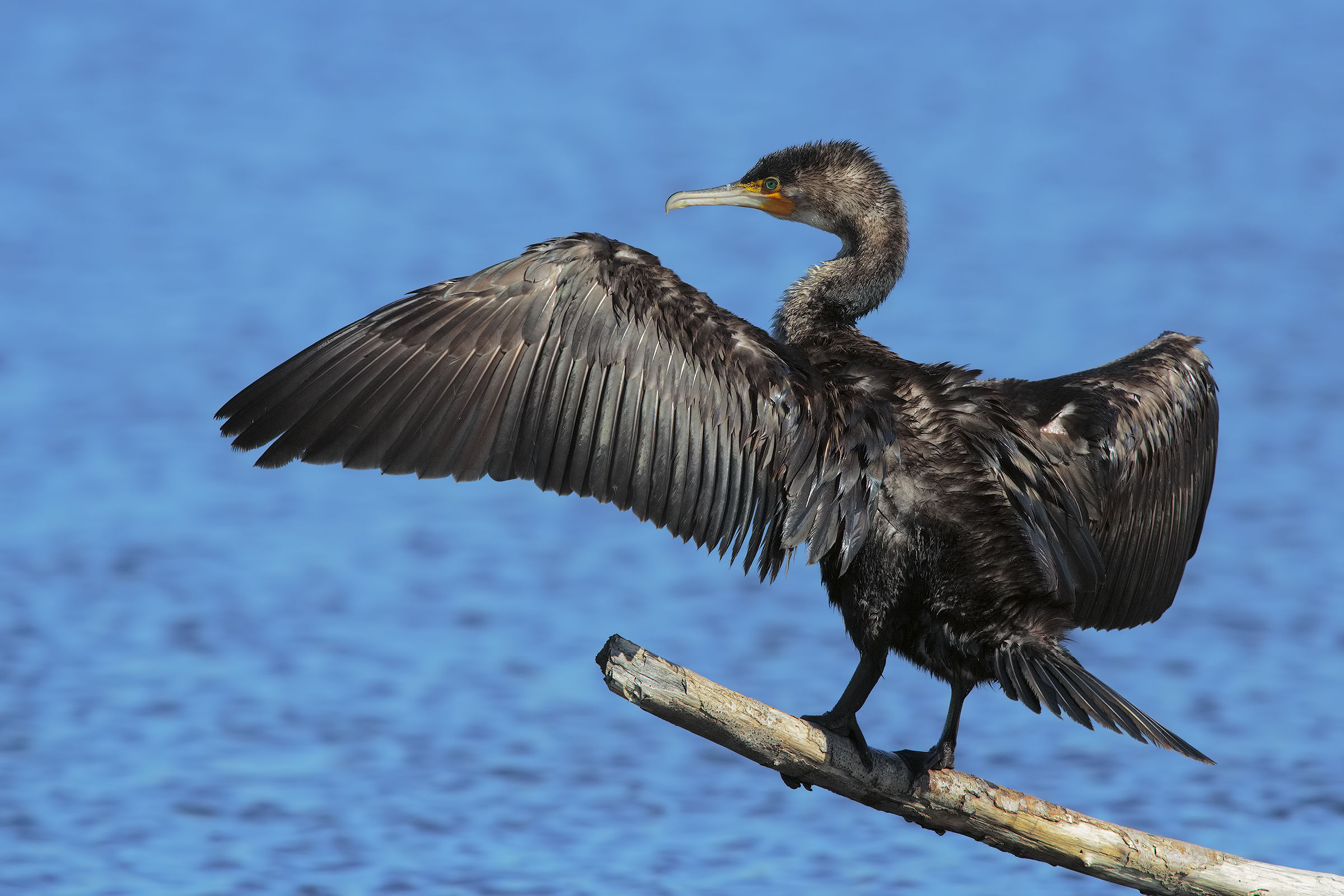 Cormorano solo soletto2....