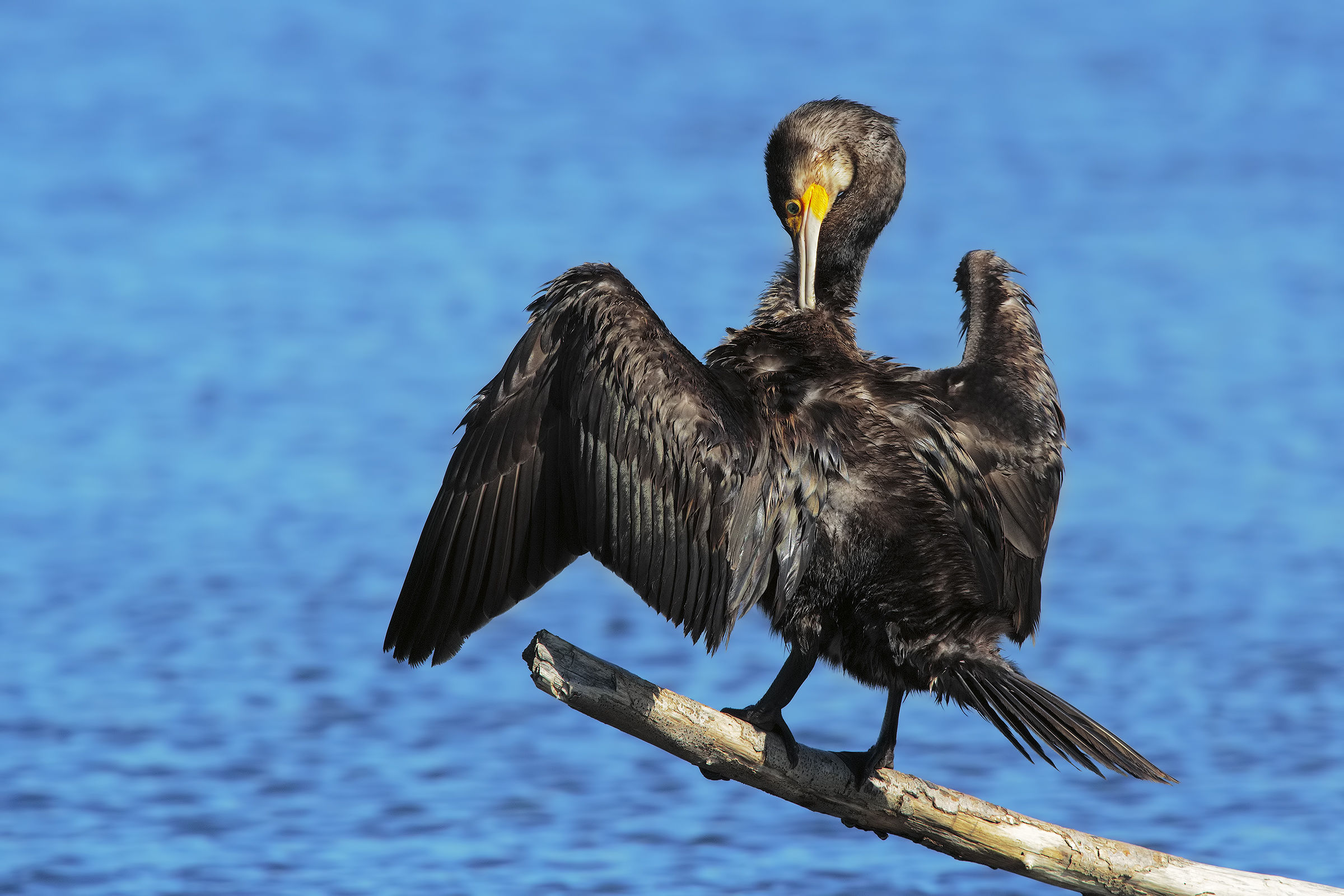 Cormorano solo soletto3....