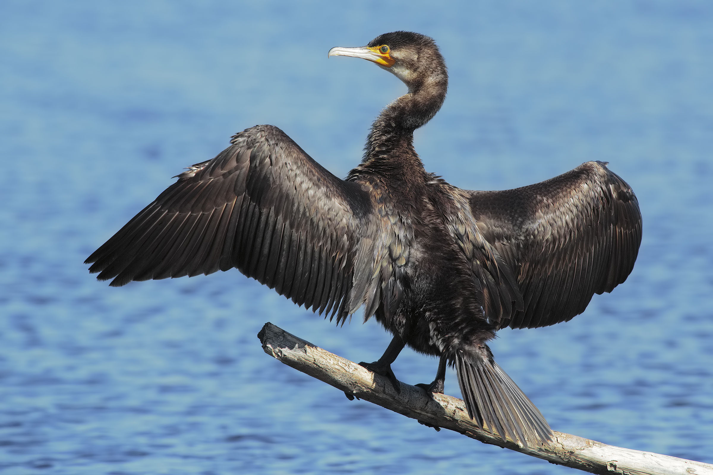 Cormorano solo soletto4....