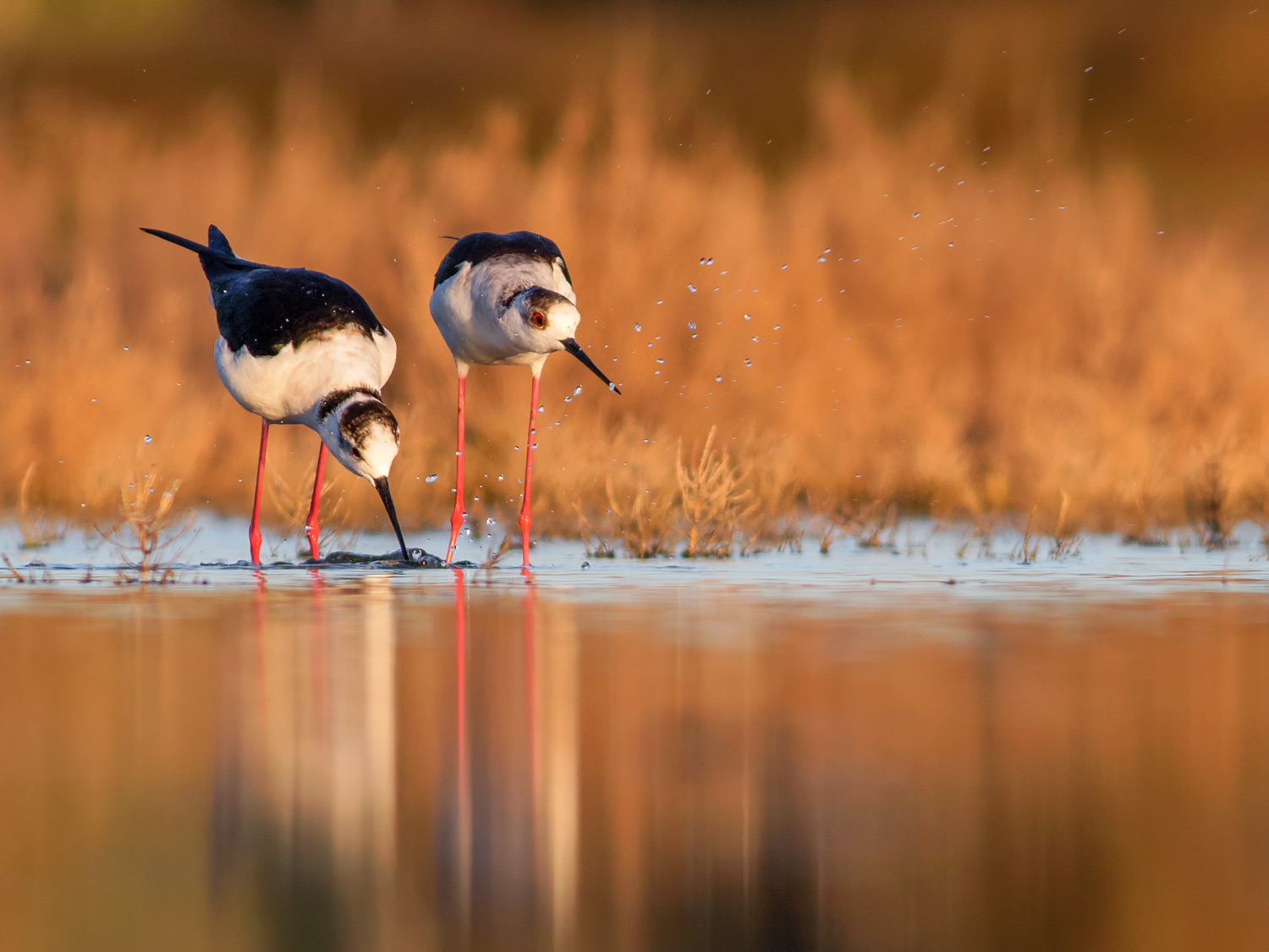 Prove di accoppiamento