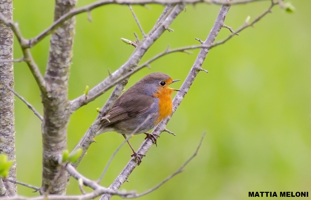 Erithacus rubecula - Pettirosso