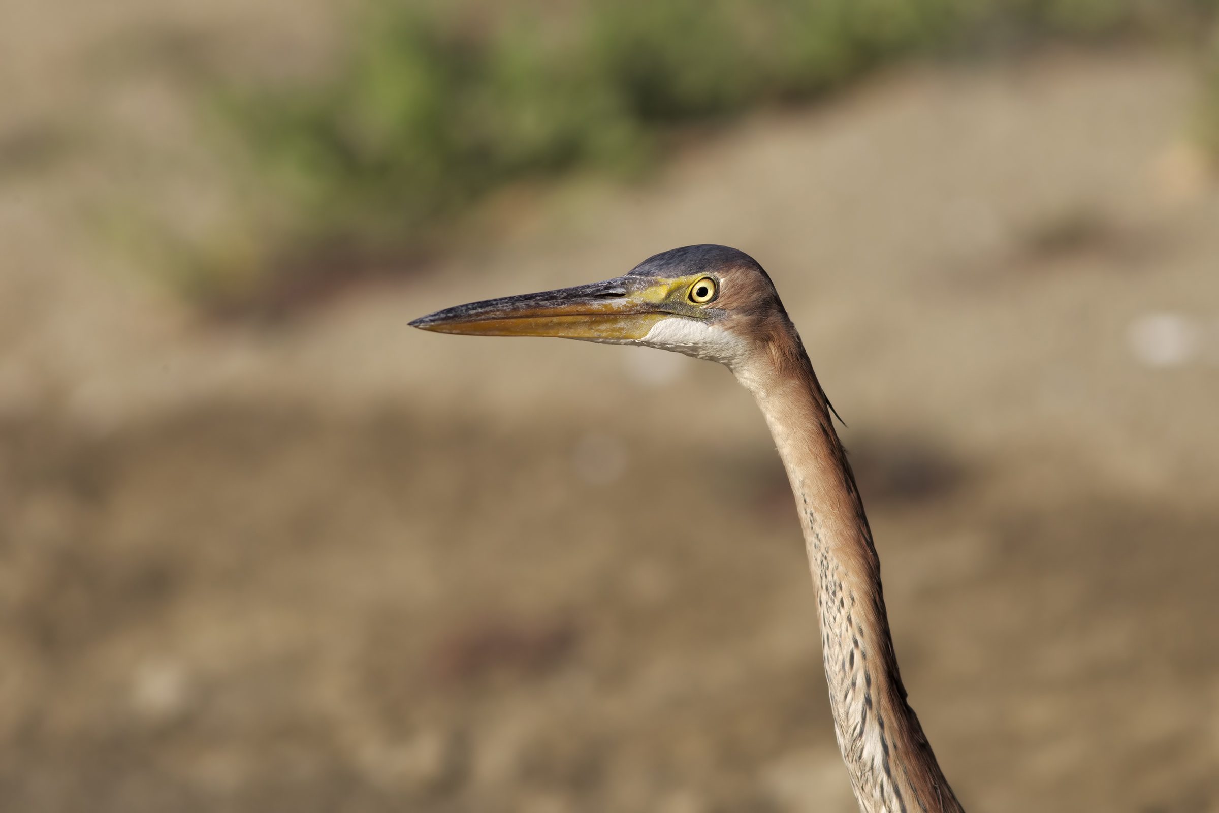 Airone Rosso, primo piano