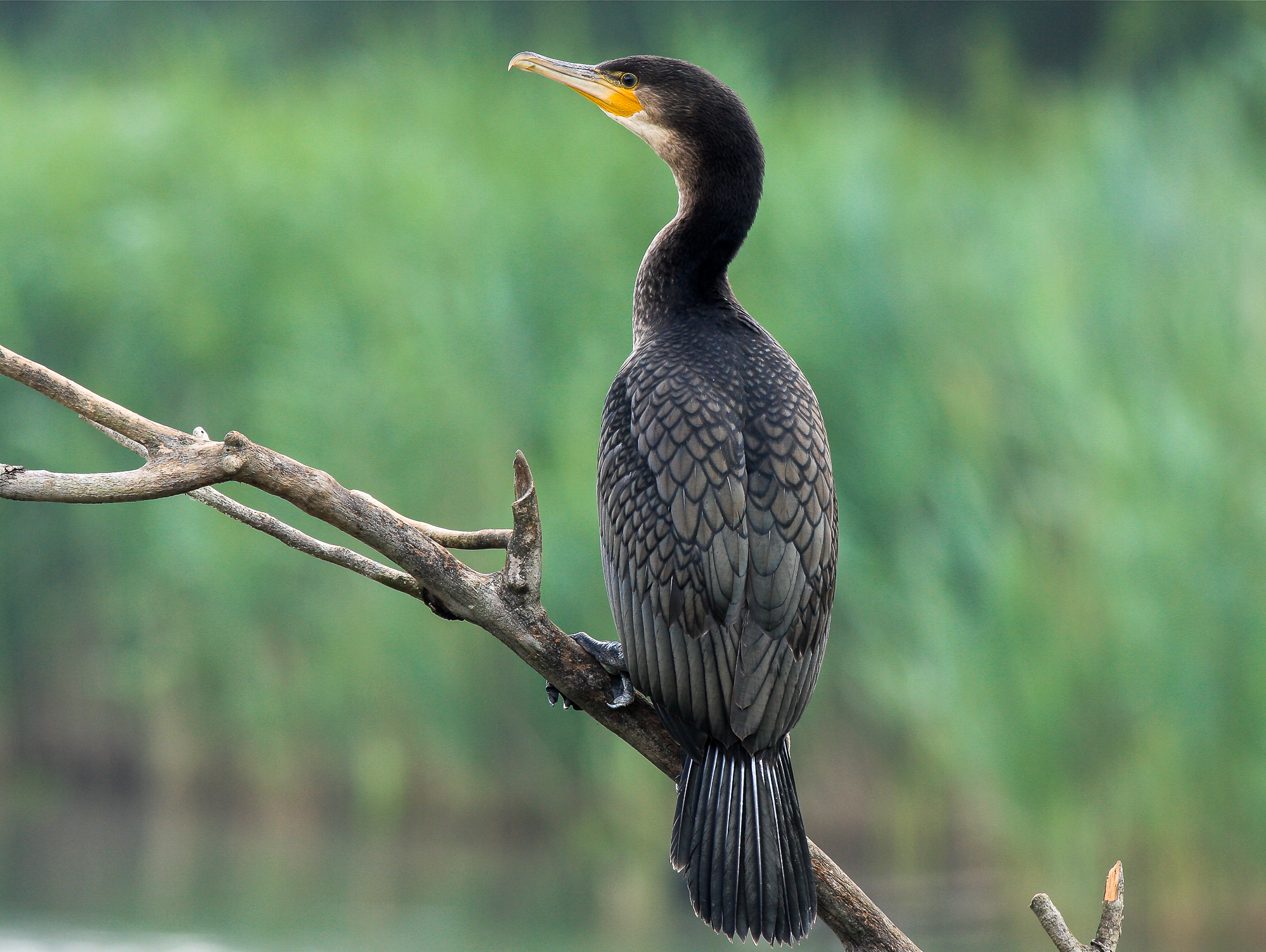 cormorano