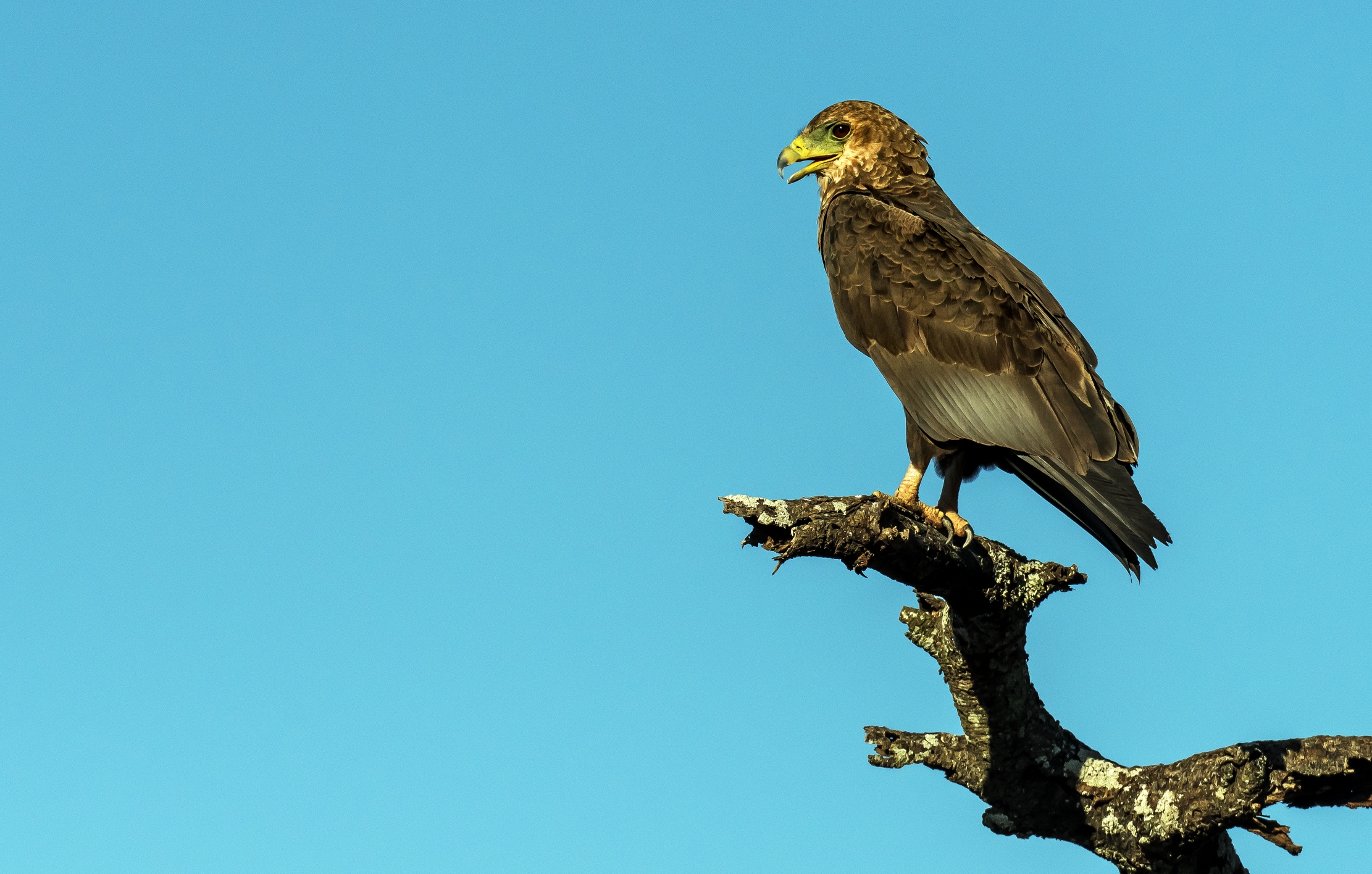 Tanzania 2016 - Aquila