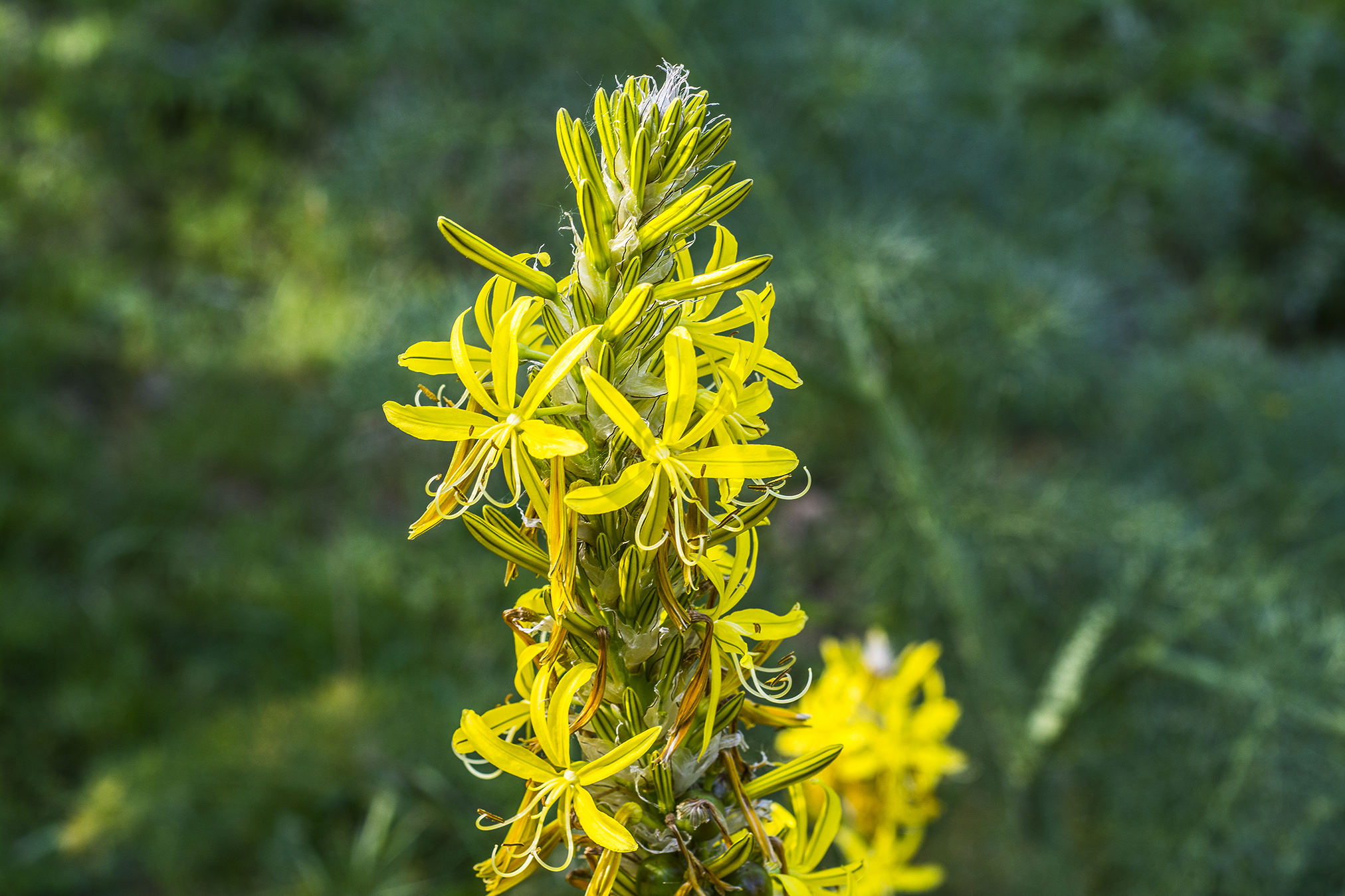 Asphodeline lutea (l.) Rchb. - Yellow Asphodel