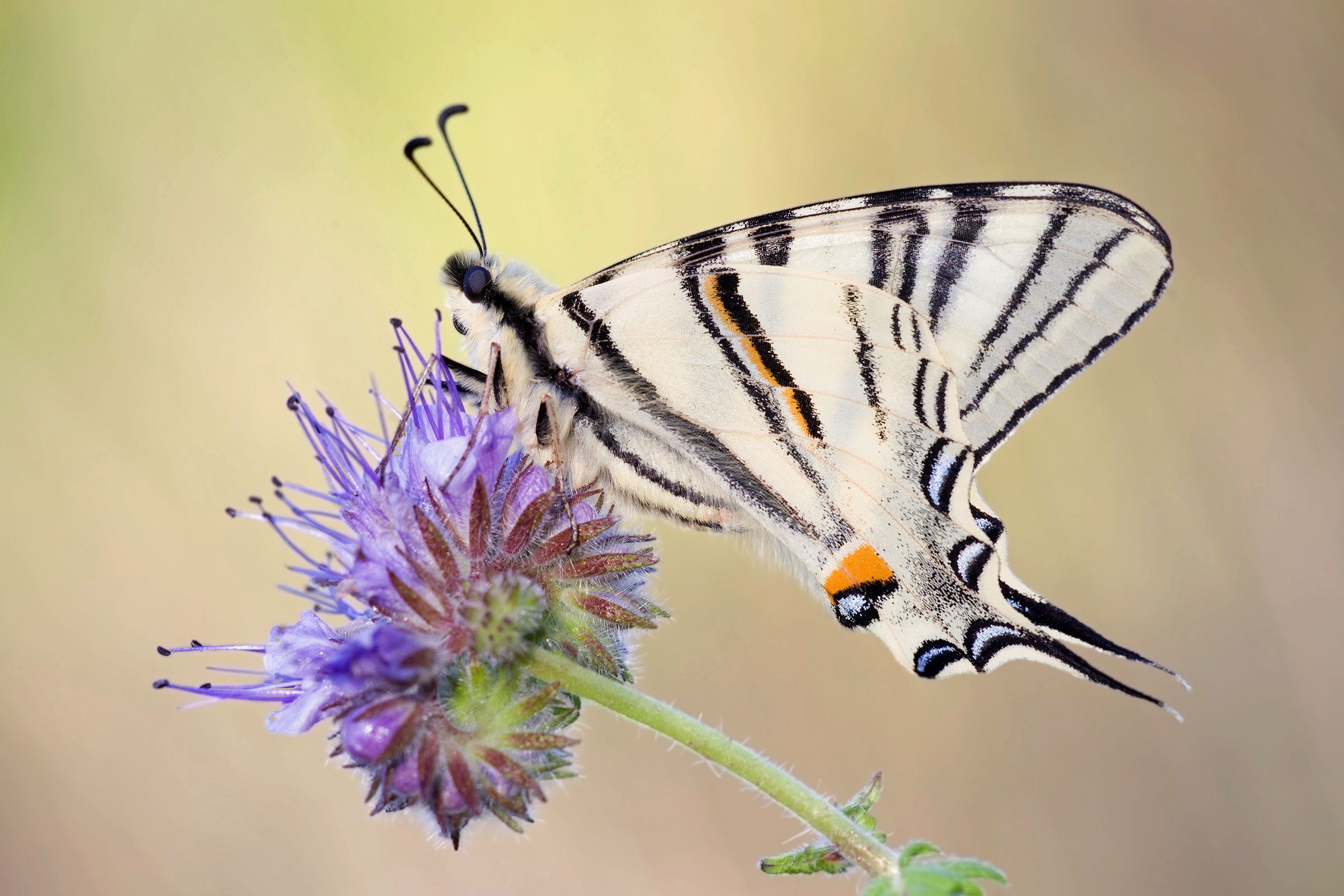 Iphiclides podalirius