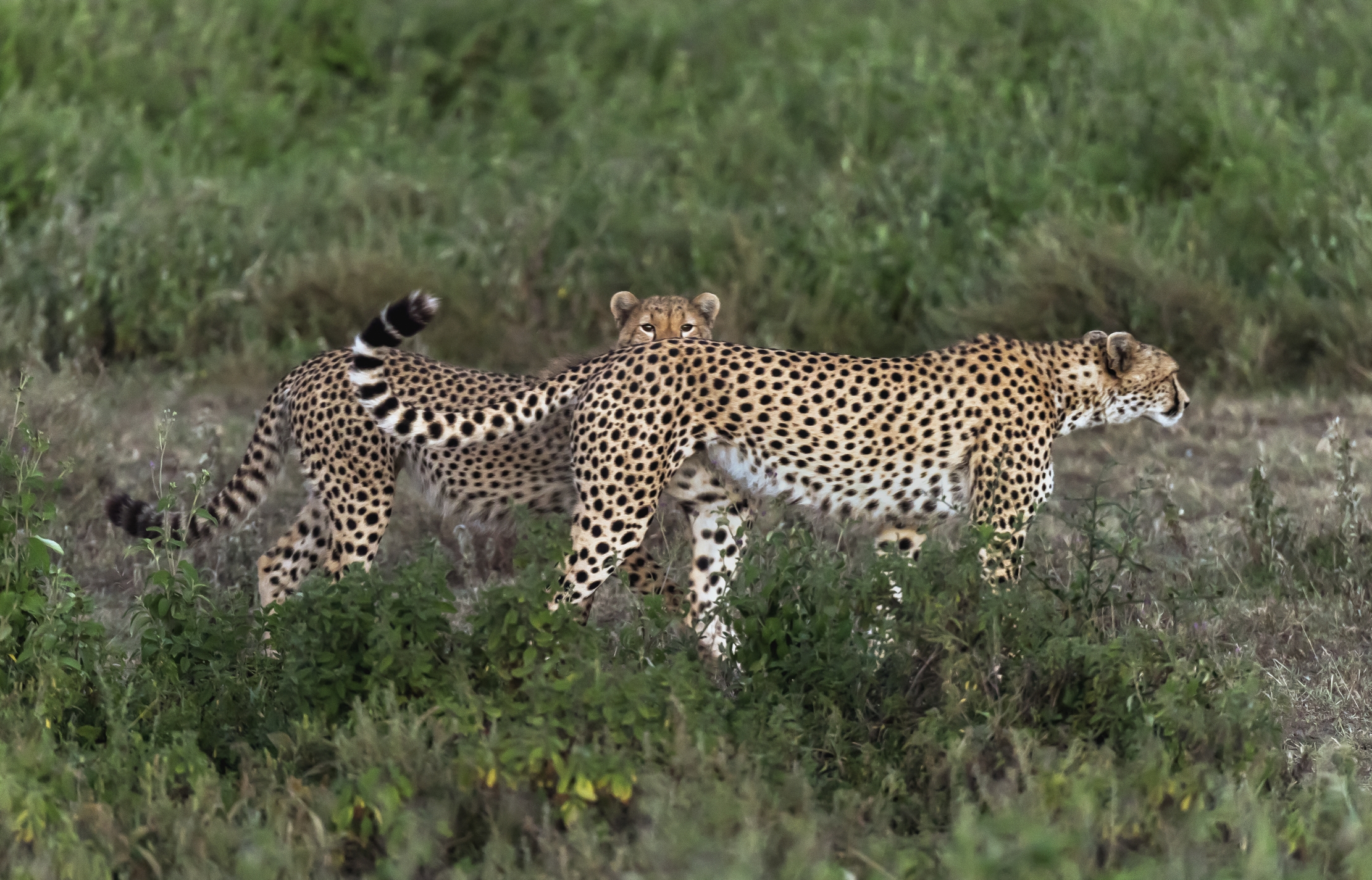 Tanzania 2016 - Nella savana