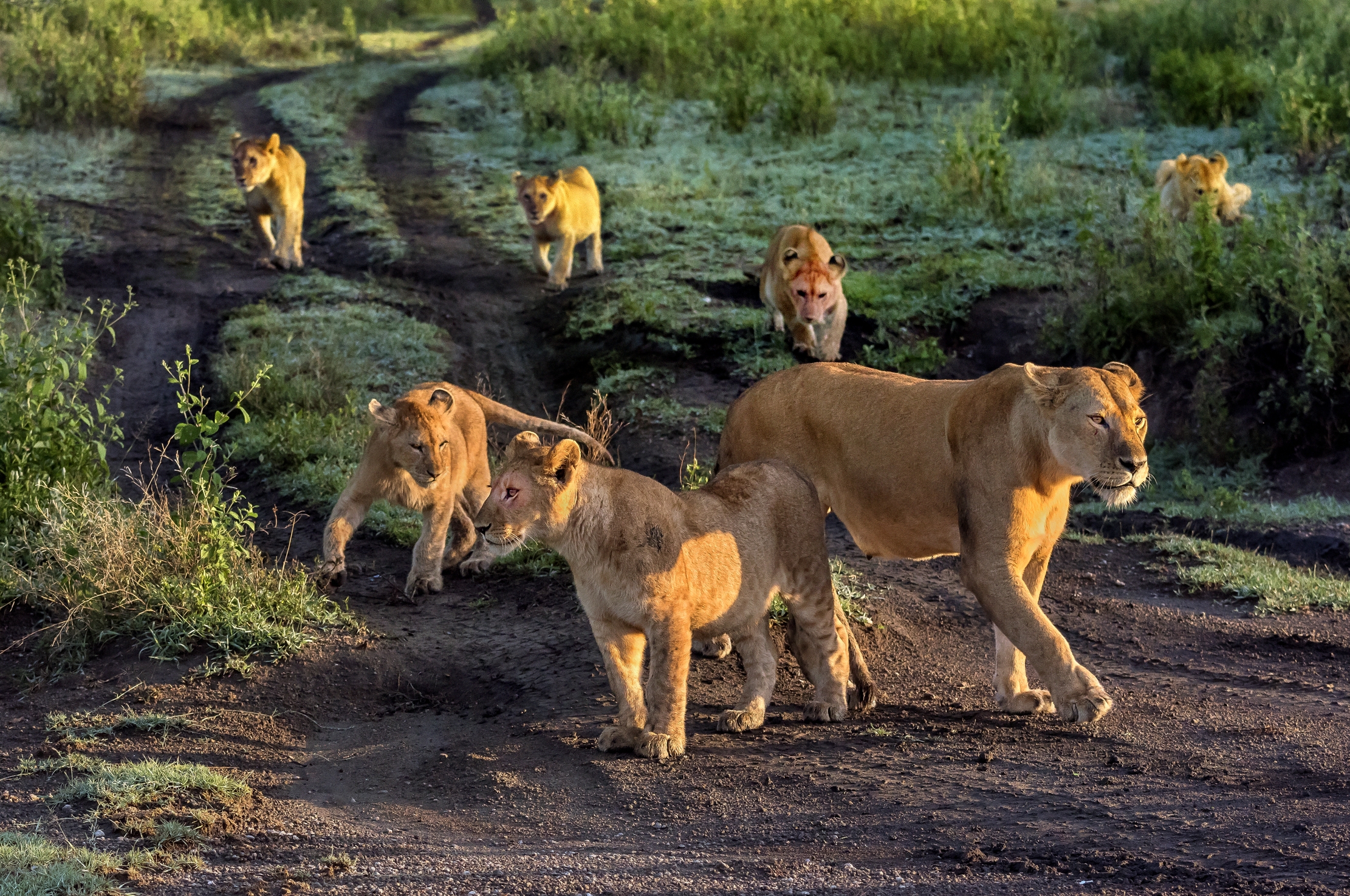 Tanzania 2016 - All'Alba