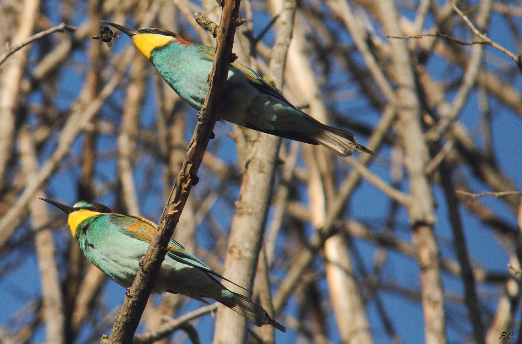 arcobaleno con le ali