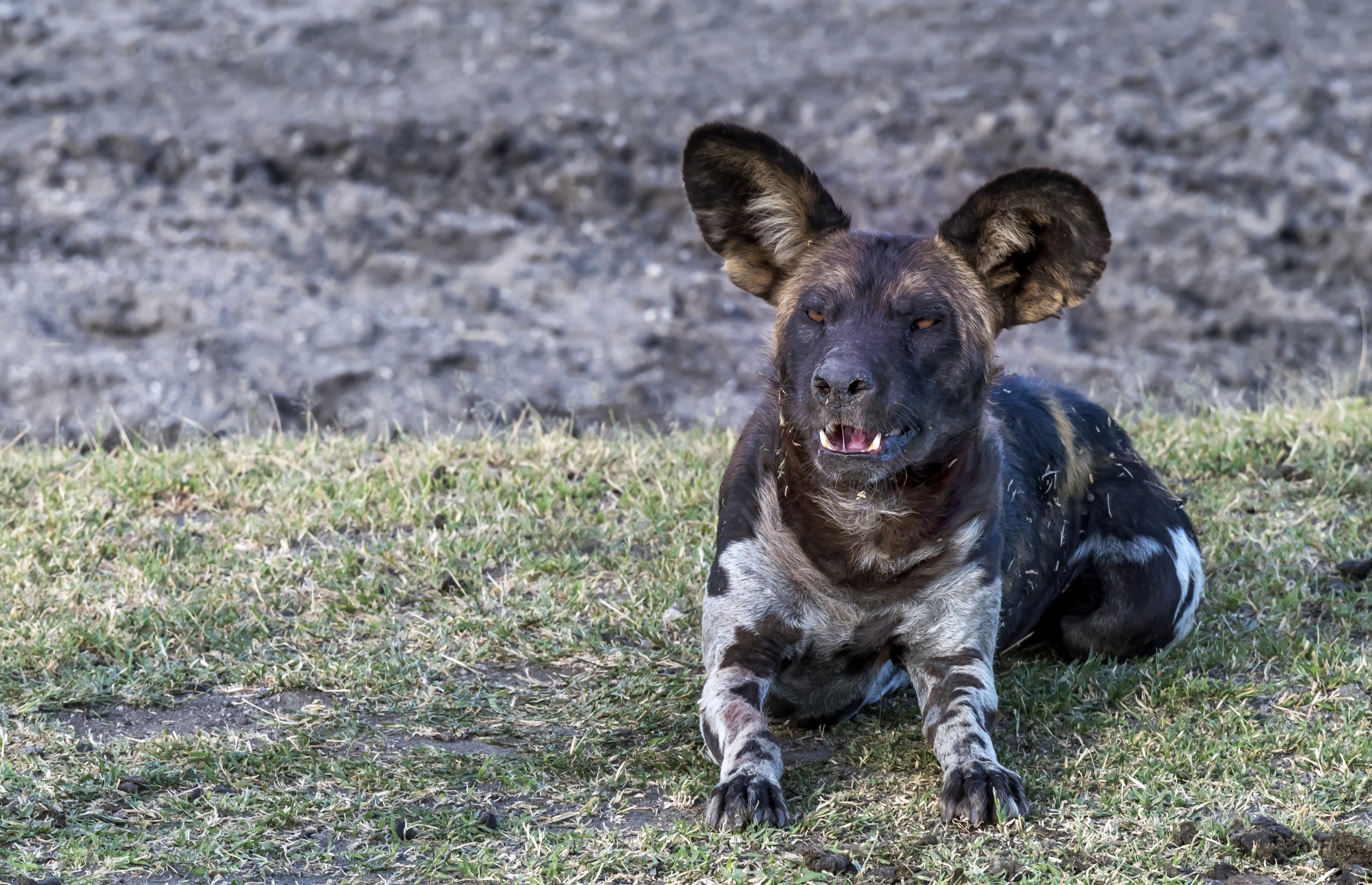Tanzania 2016 - Licaon