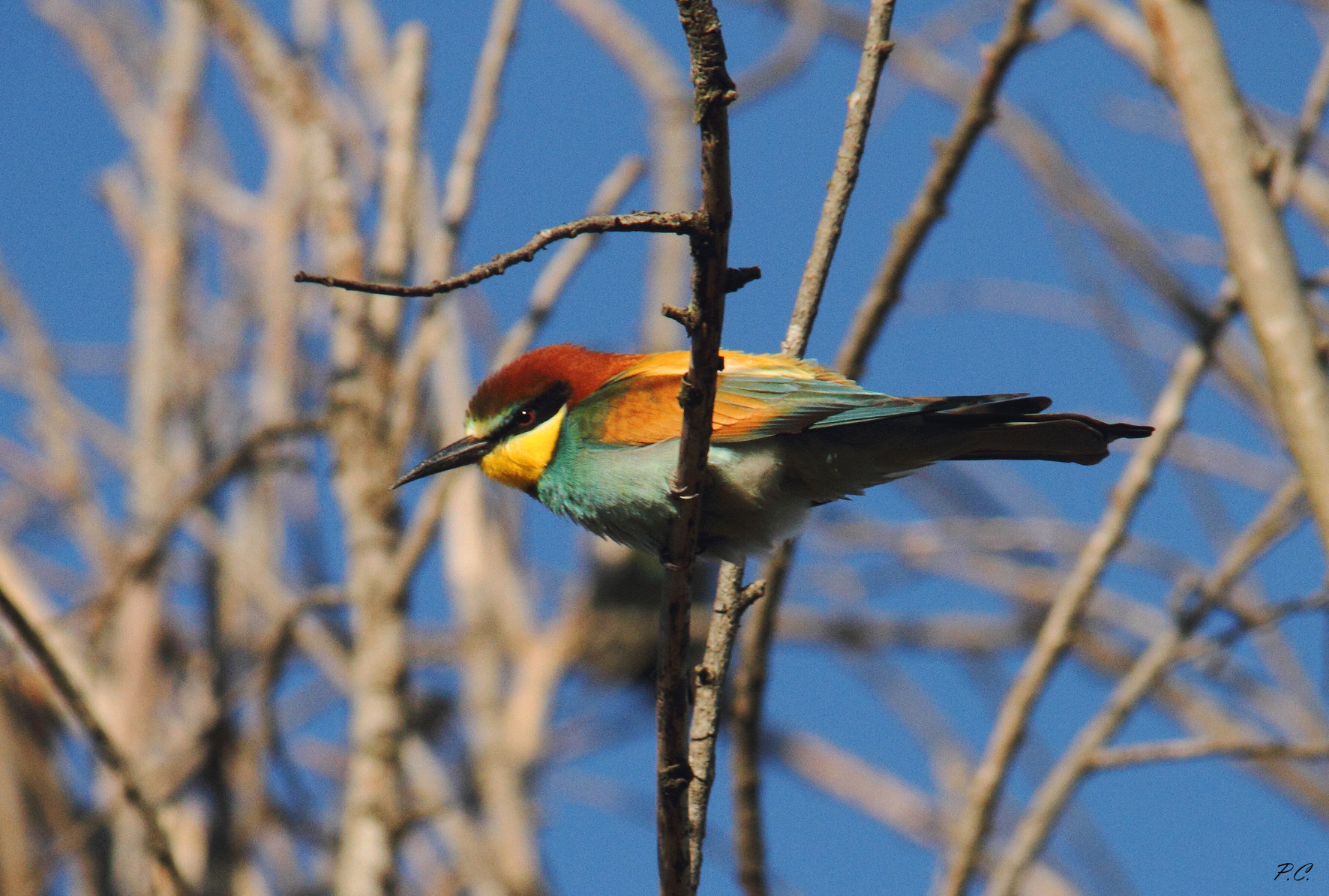 arcobaleno con le ali