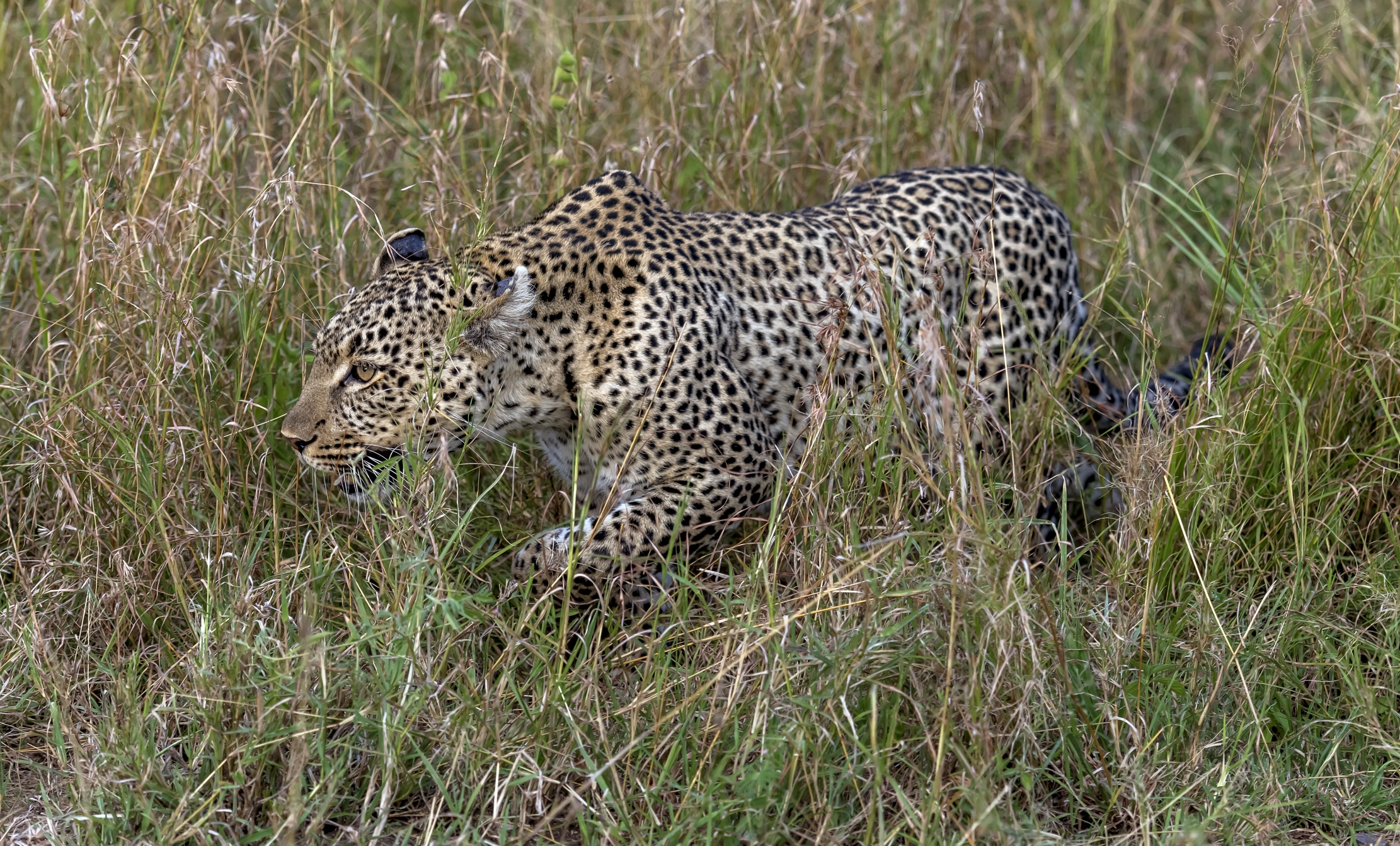 Tanzania 2016 - A terra