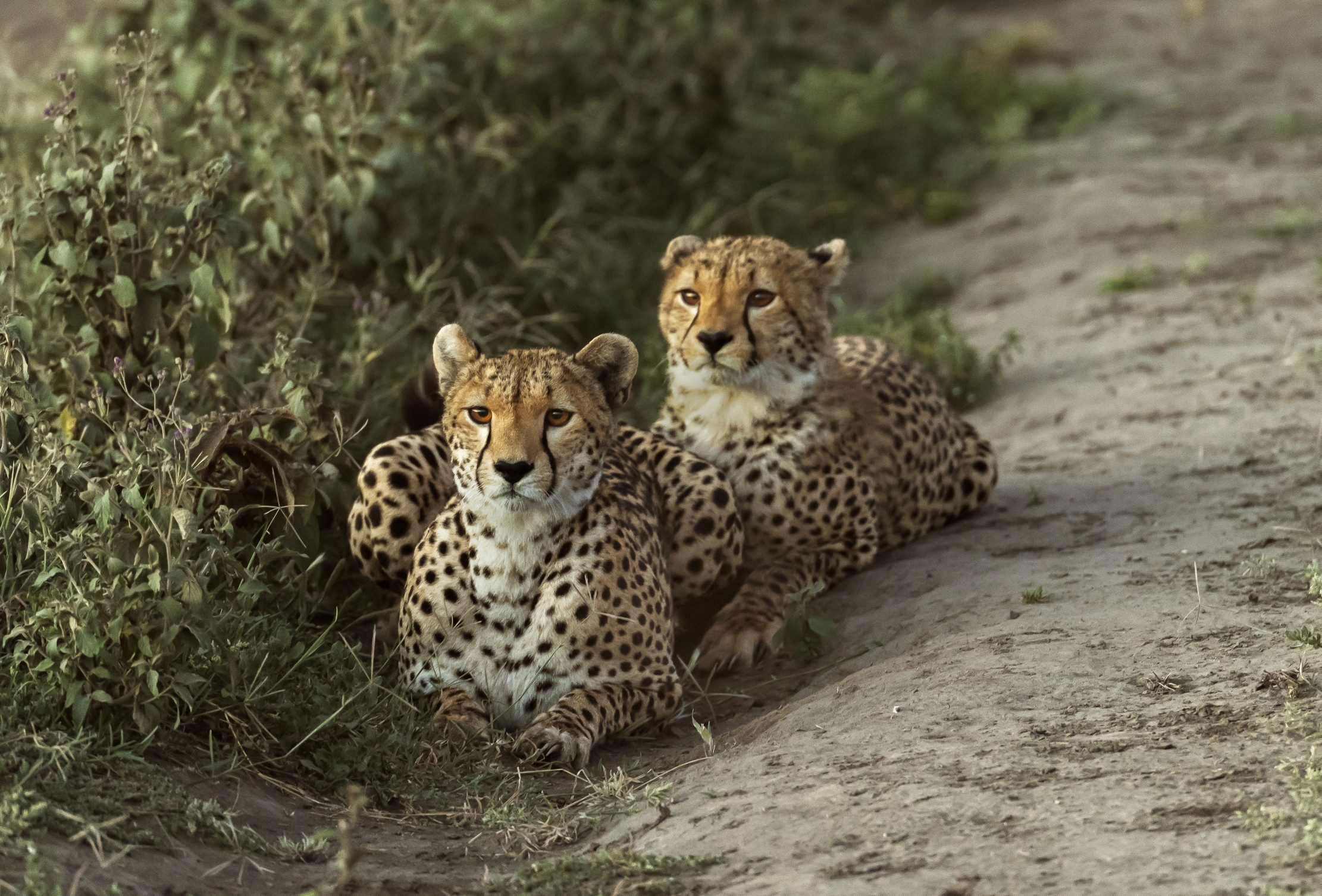 Tanzania 2016 - La coppia