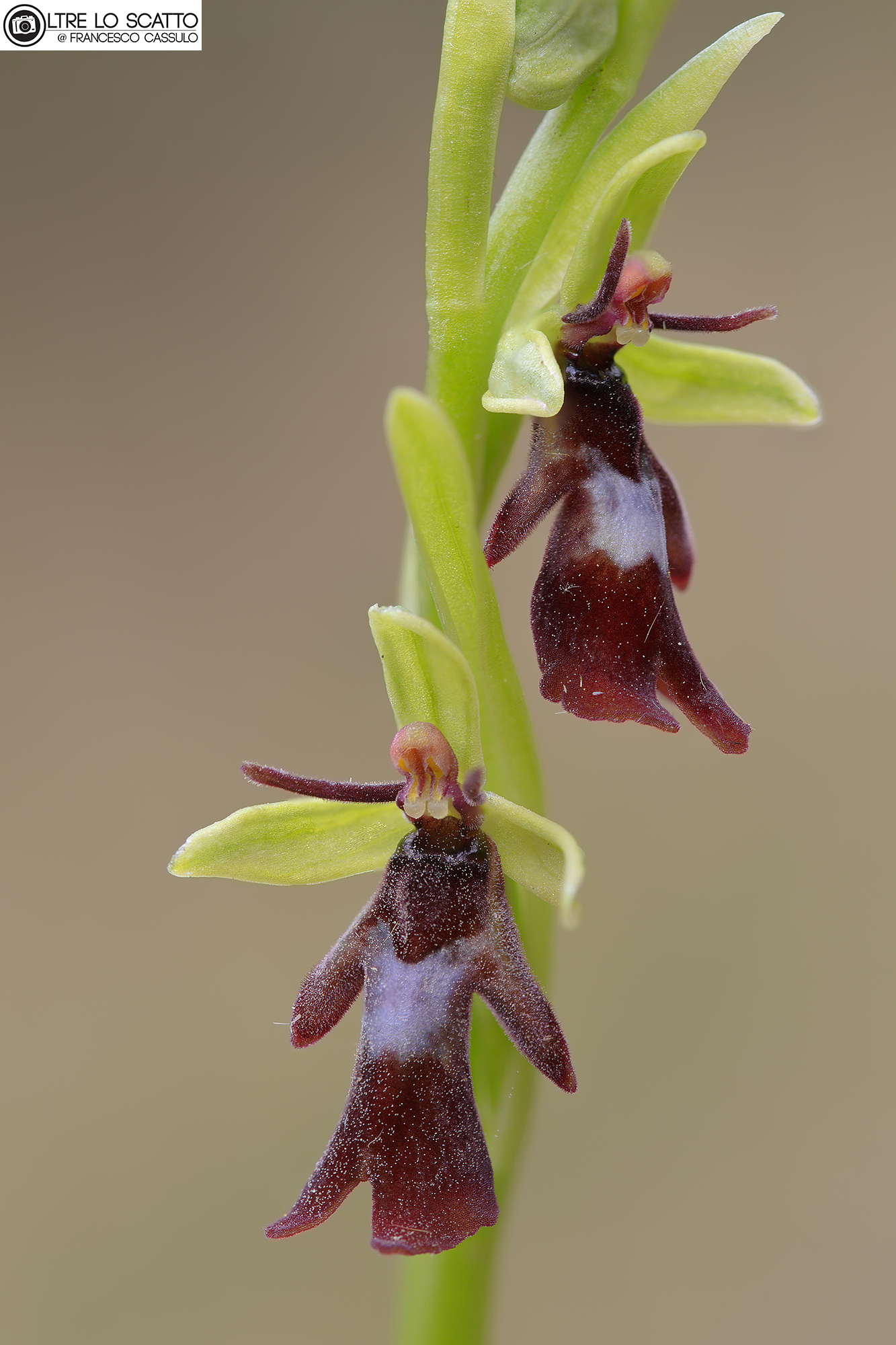 Ophrys insectifera (l., 1753)