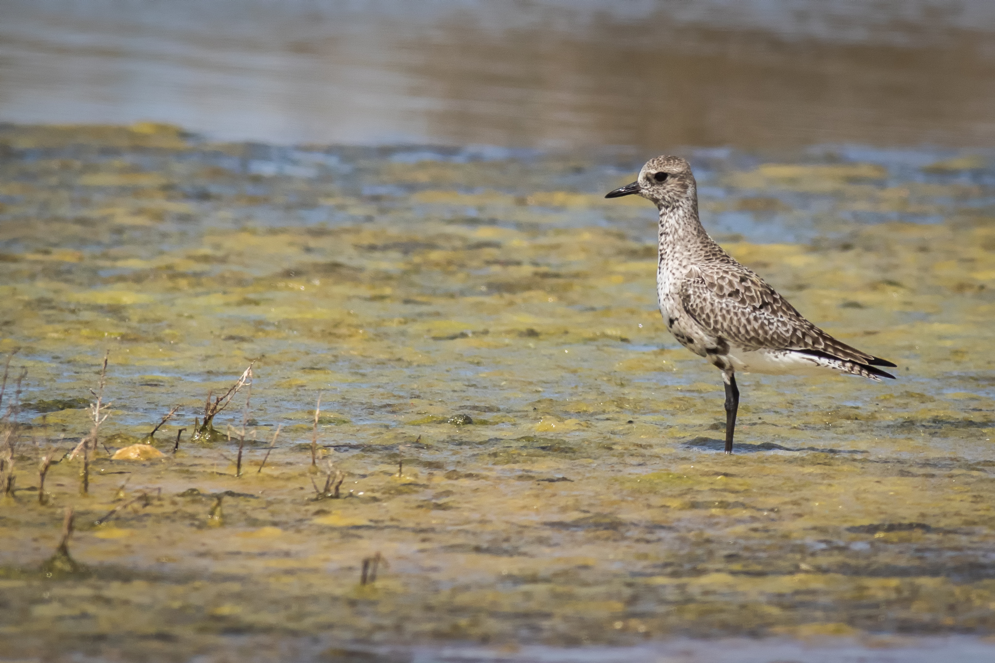 Grey Plover