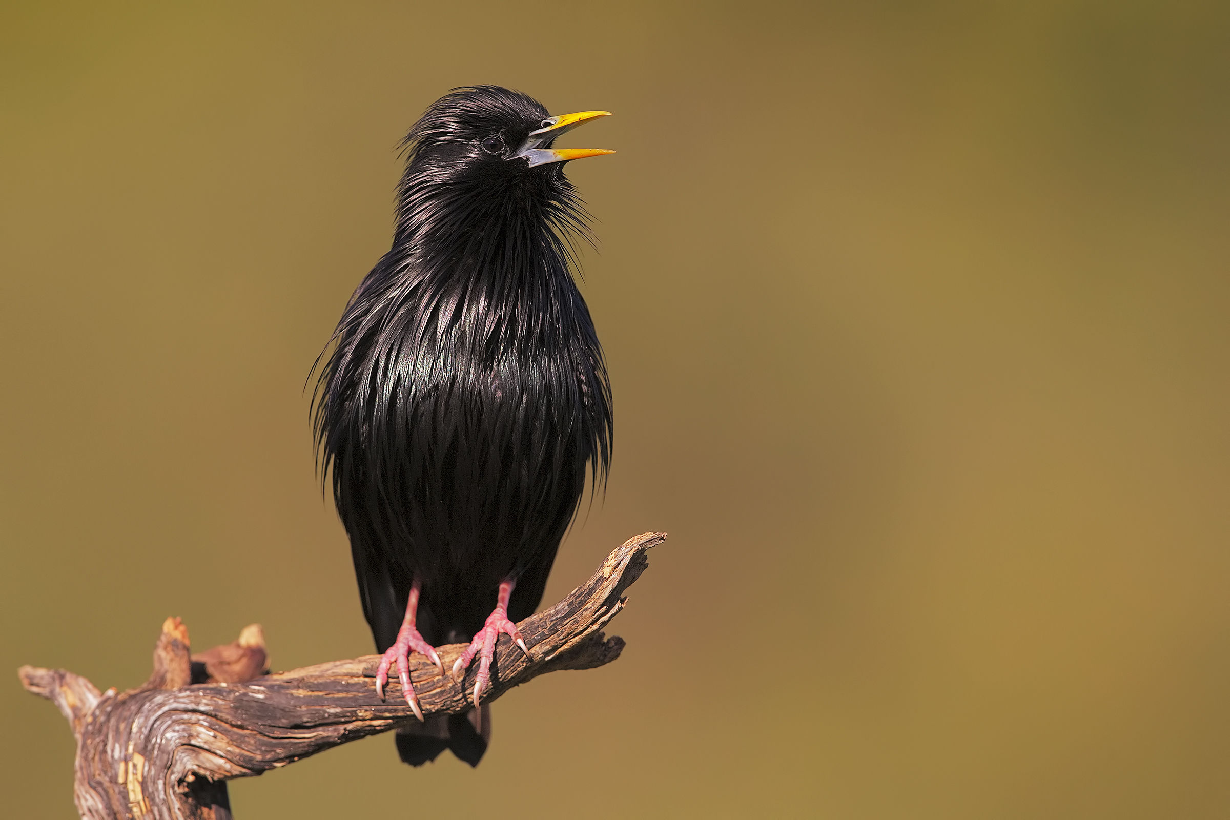 singing starling
