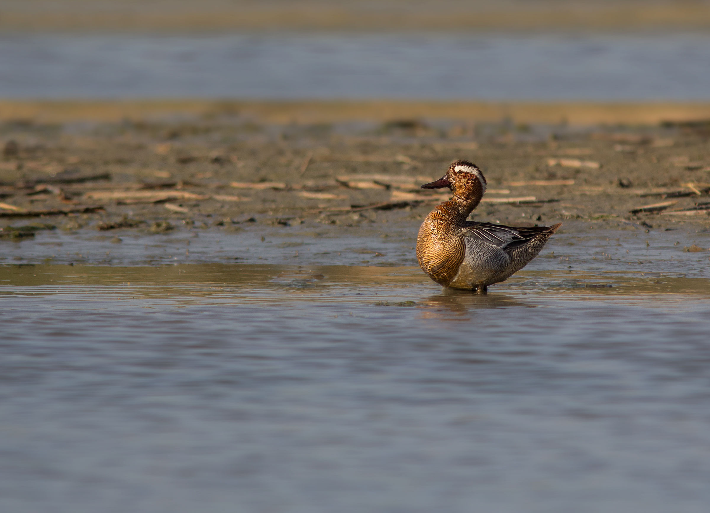 garganey