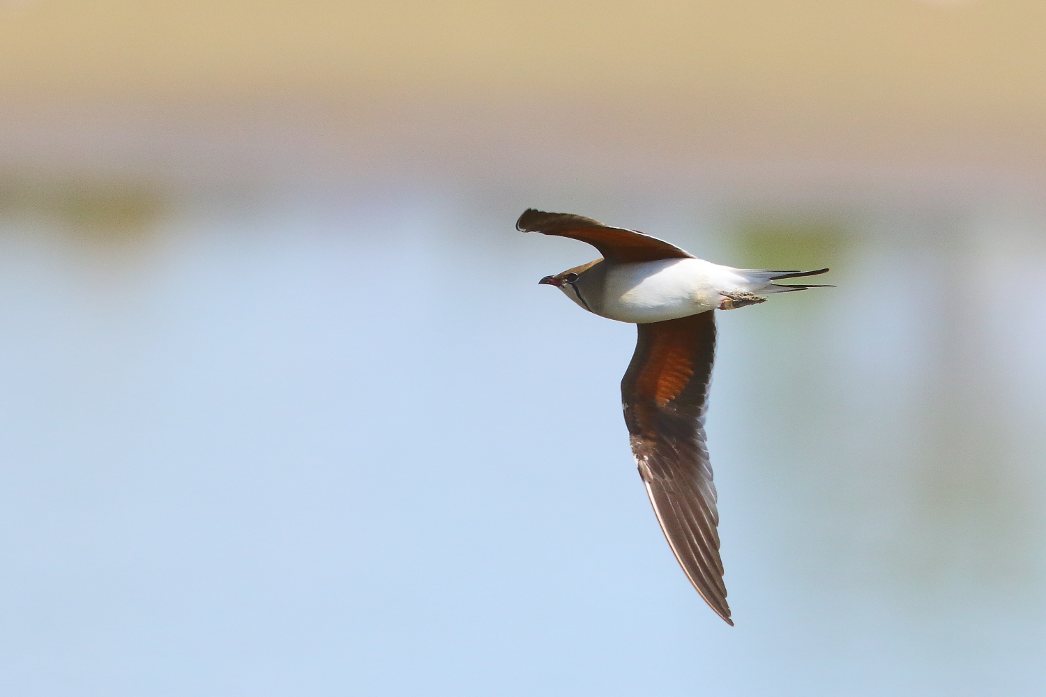 Pratincole
