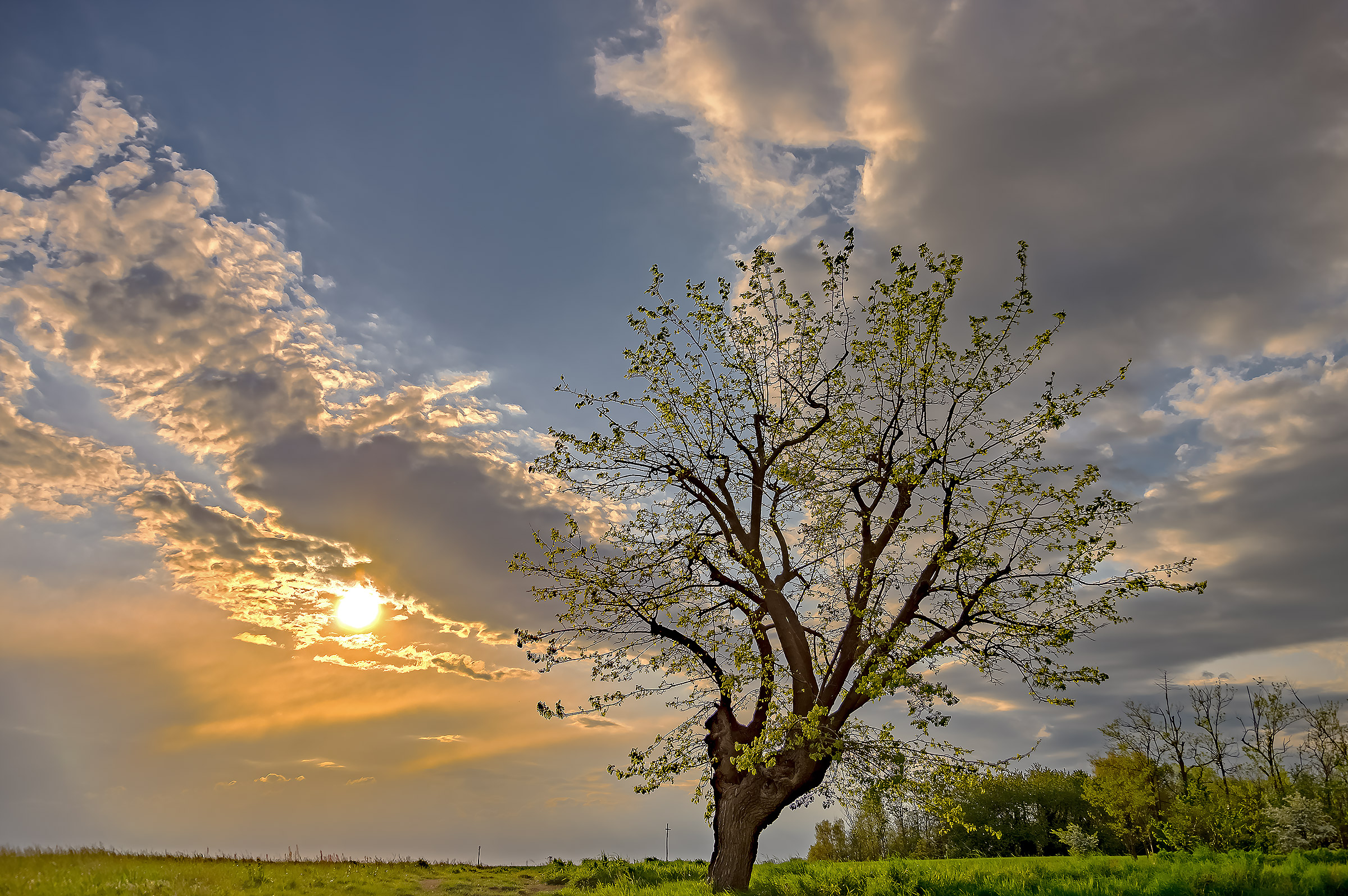 Laurelin, dress back