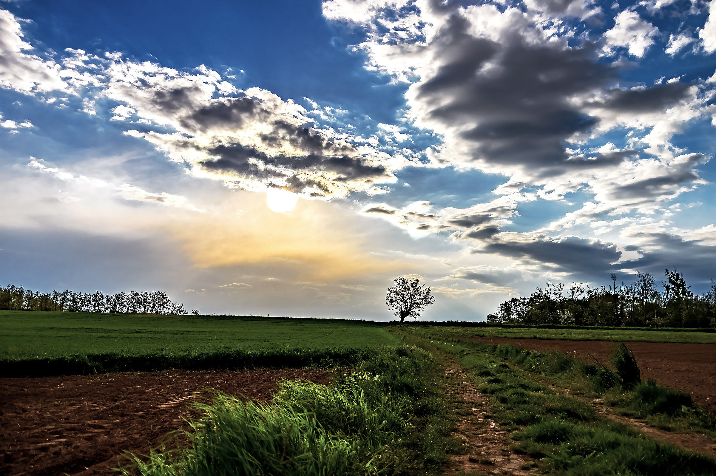 Footpath, Tree and Sun.
