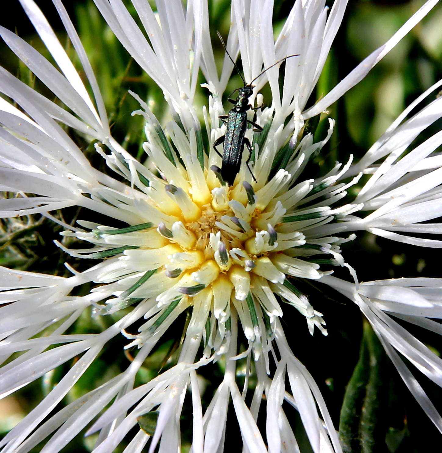Fiore di campo con ospite