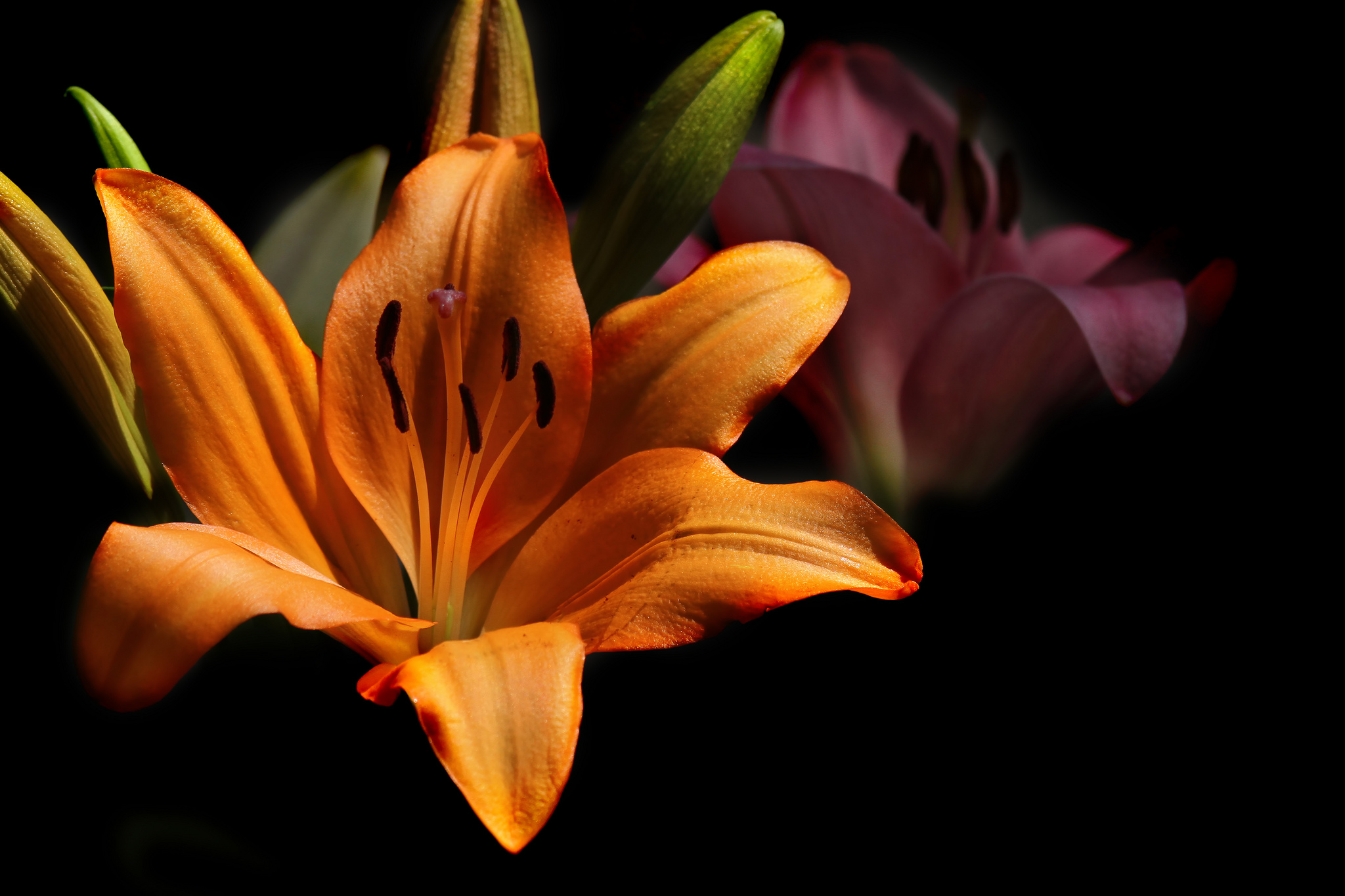 Lilium