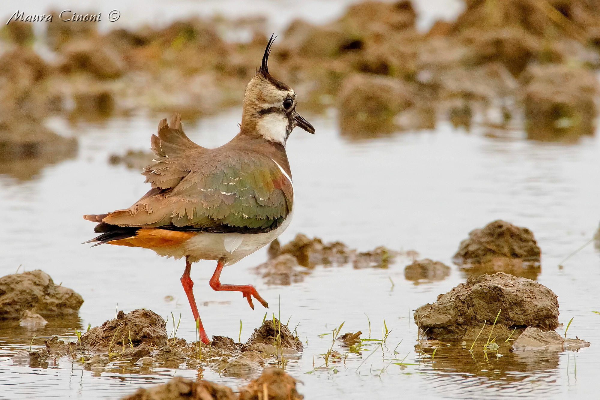 Lapwing