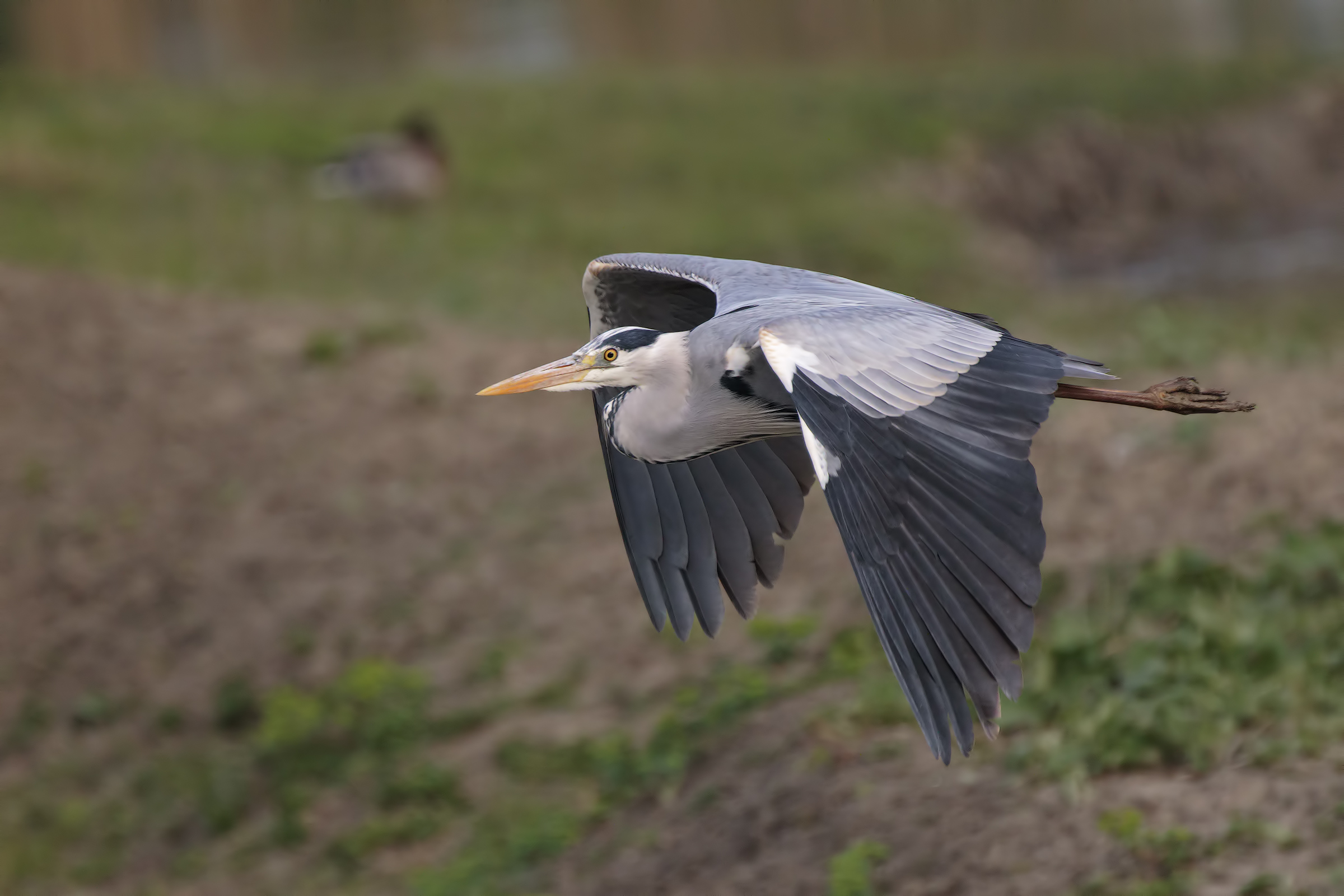 Flying over the valley