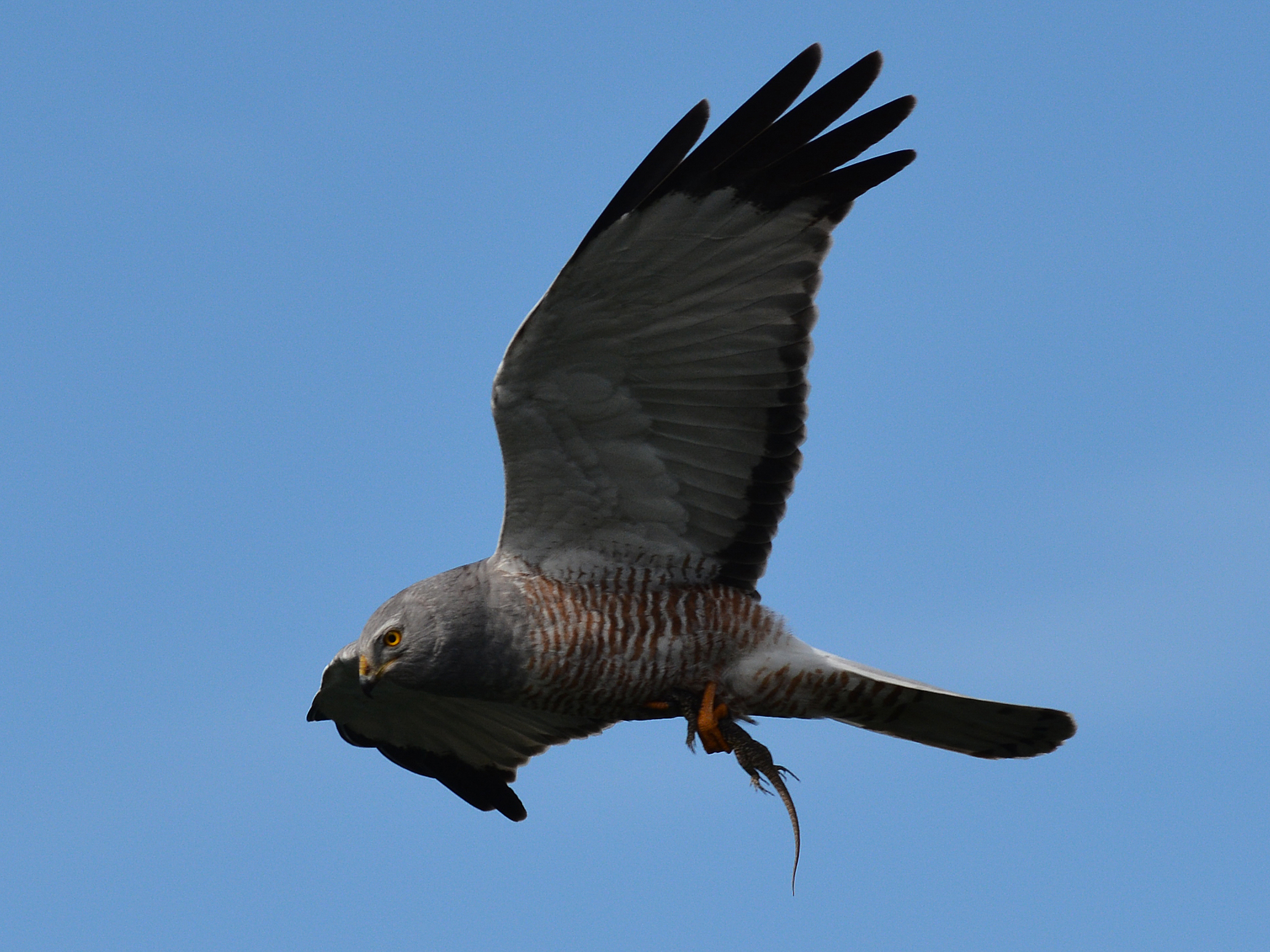 Patagonia - birdwatching a Laguna Escondida