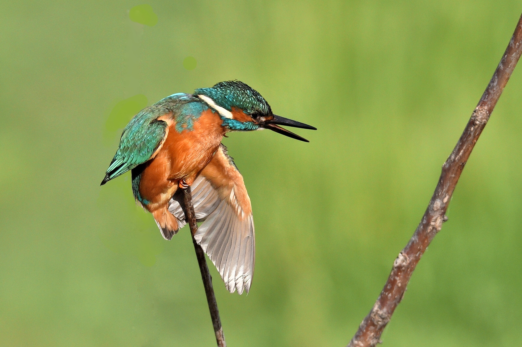 Kingfisher