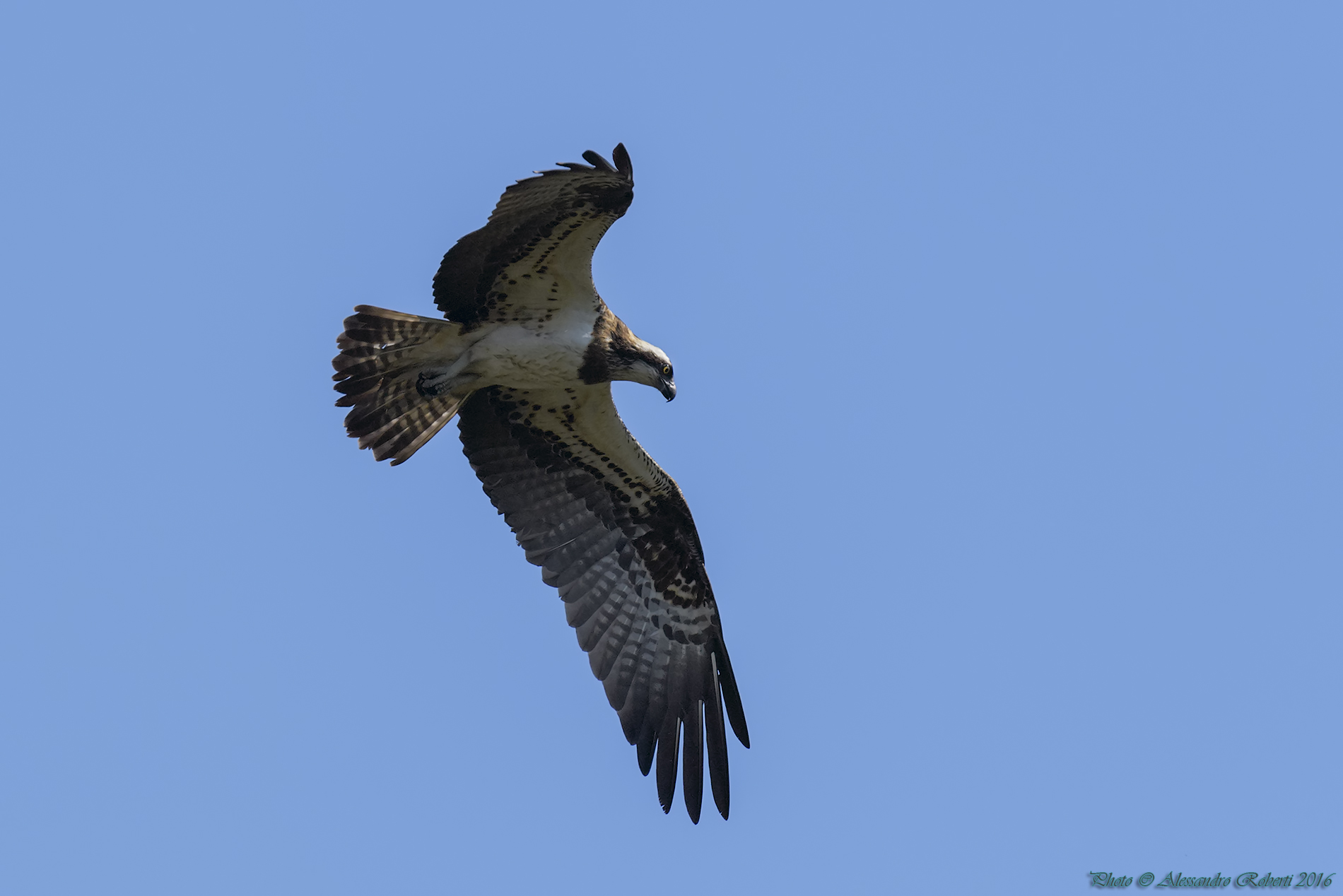 Falco Pescatore (Pandion haliaetus)