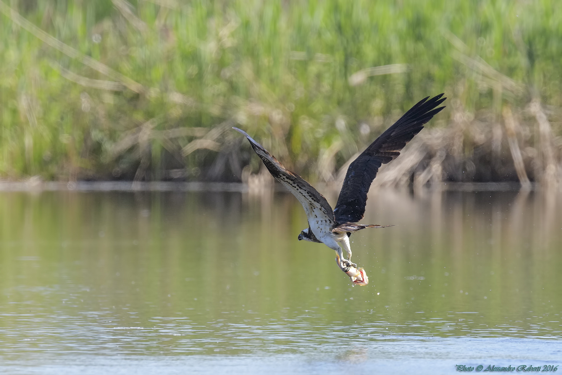 Falco Pescatore (Pandion haliaetus)