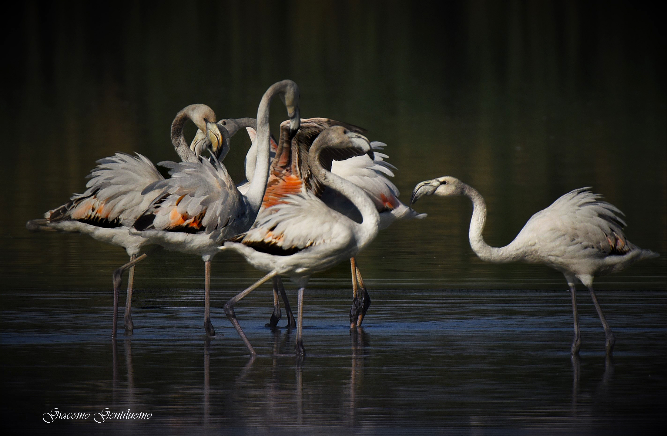immature pink flamingos