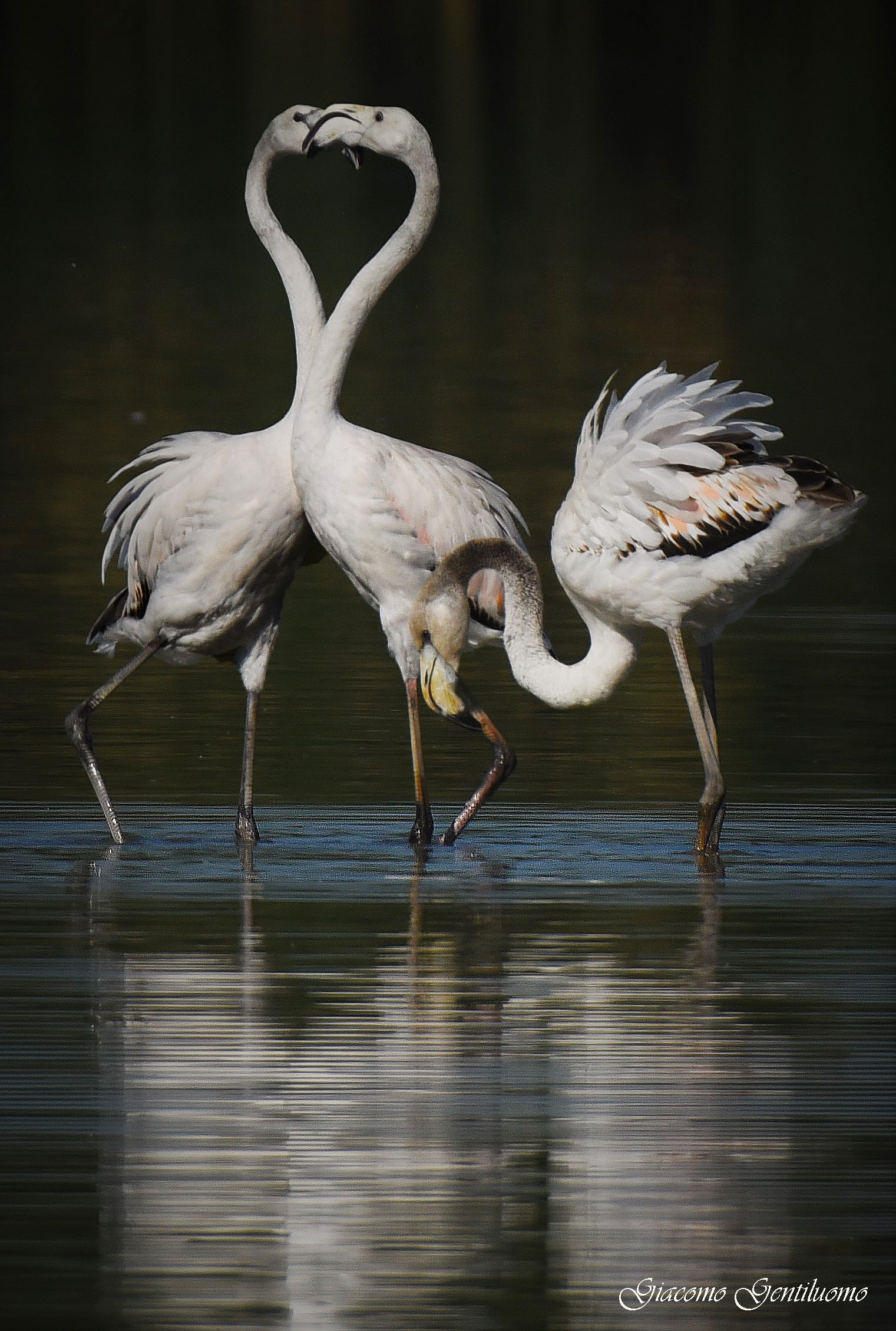 fenicotteri rosa, il cuoricino