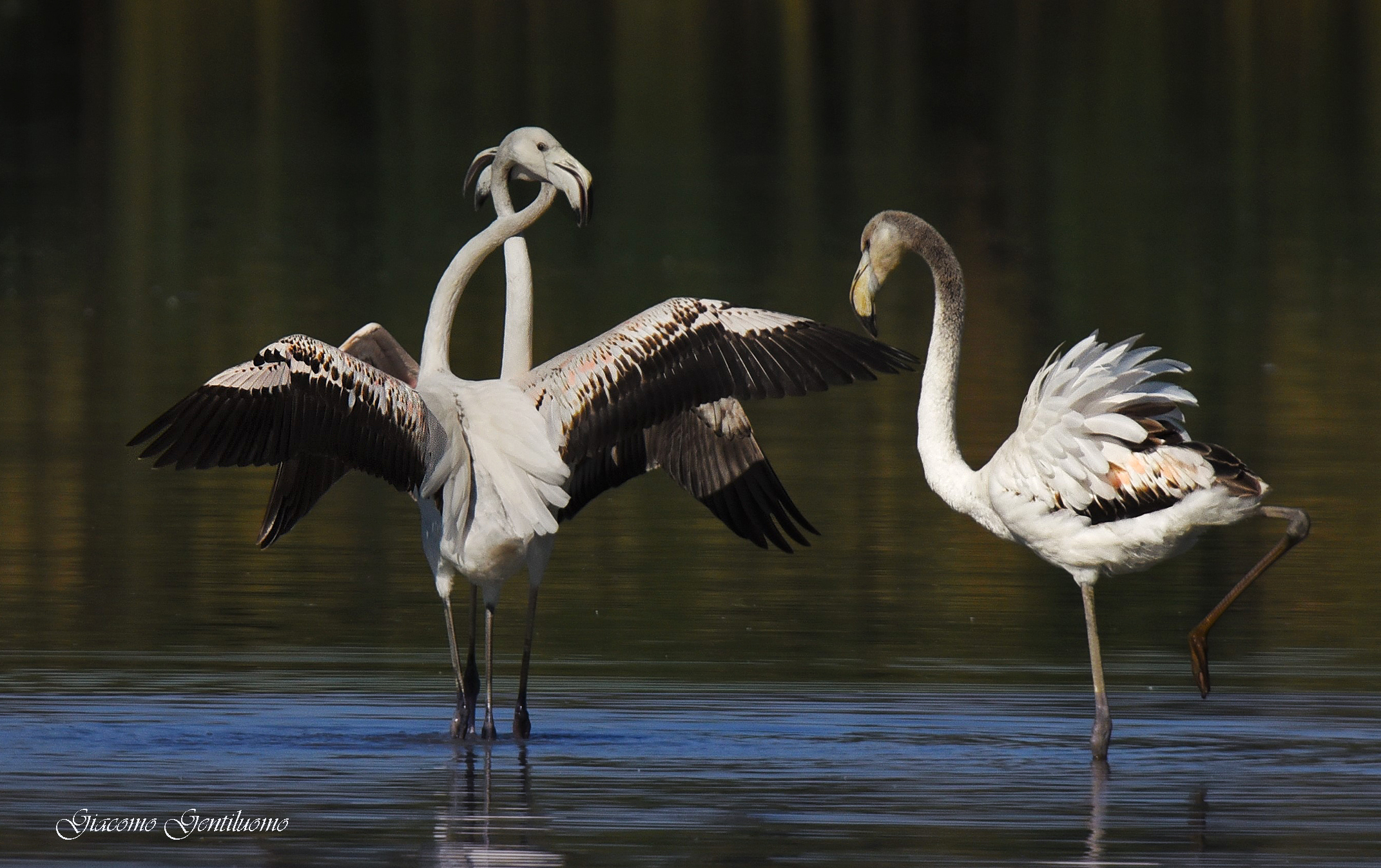 fenicotteri rosa con il collo attorcigliato