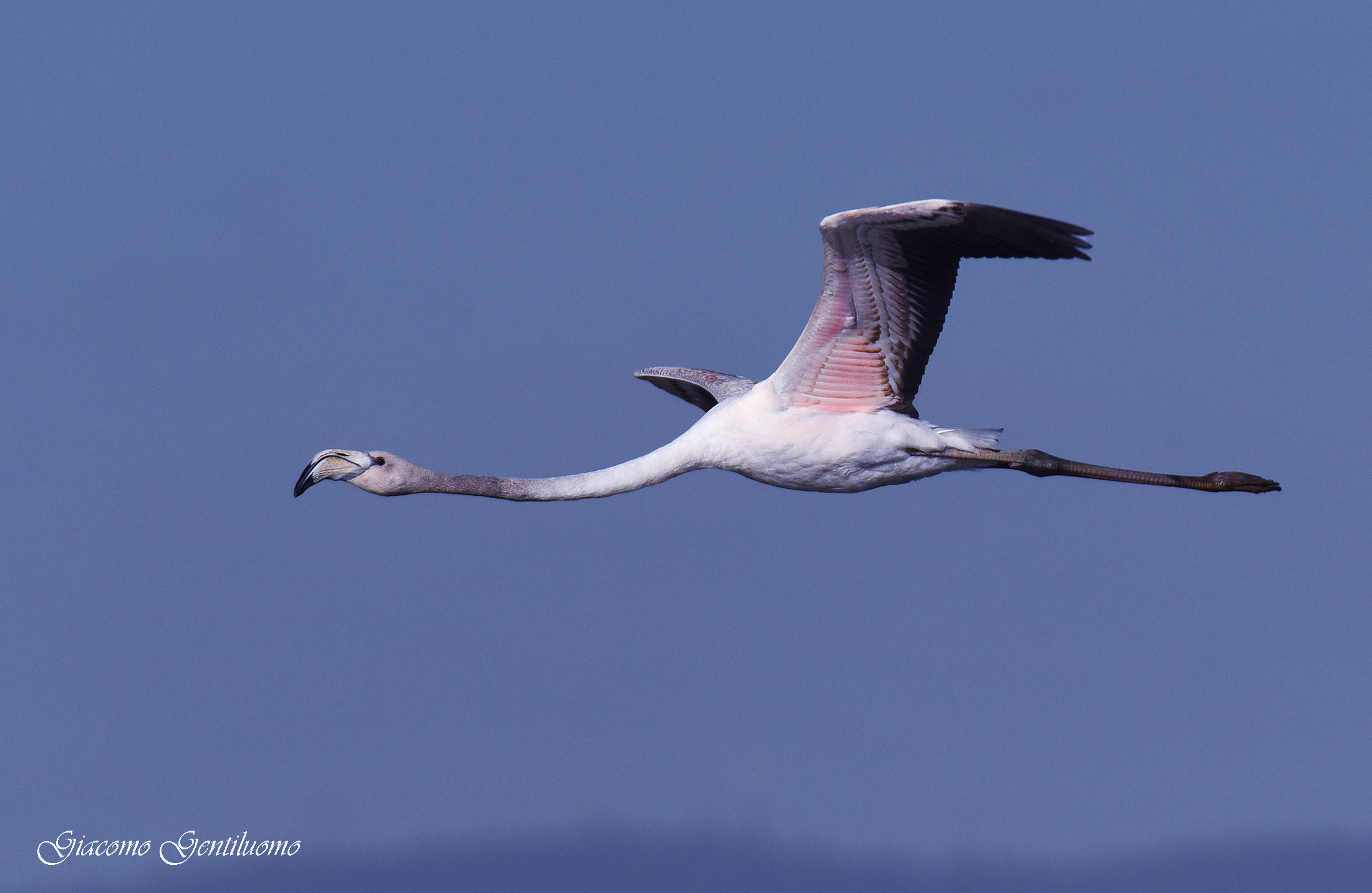 fenicottero rosa immaturo, in volo