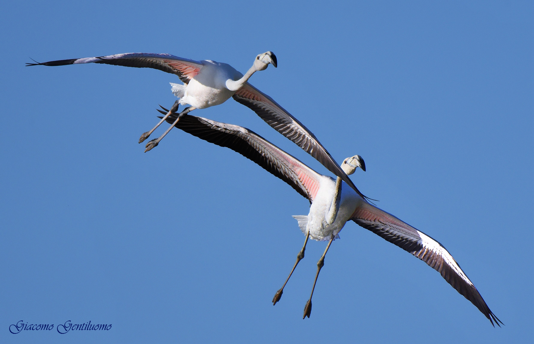 coppia di fenicotteri rosa, immaturi in volo