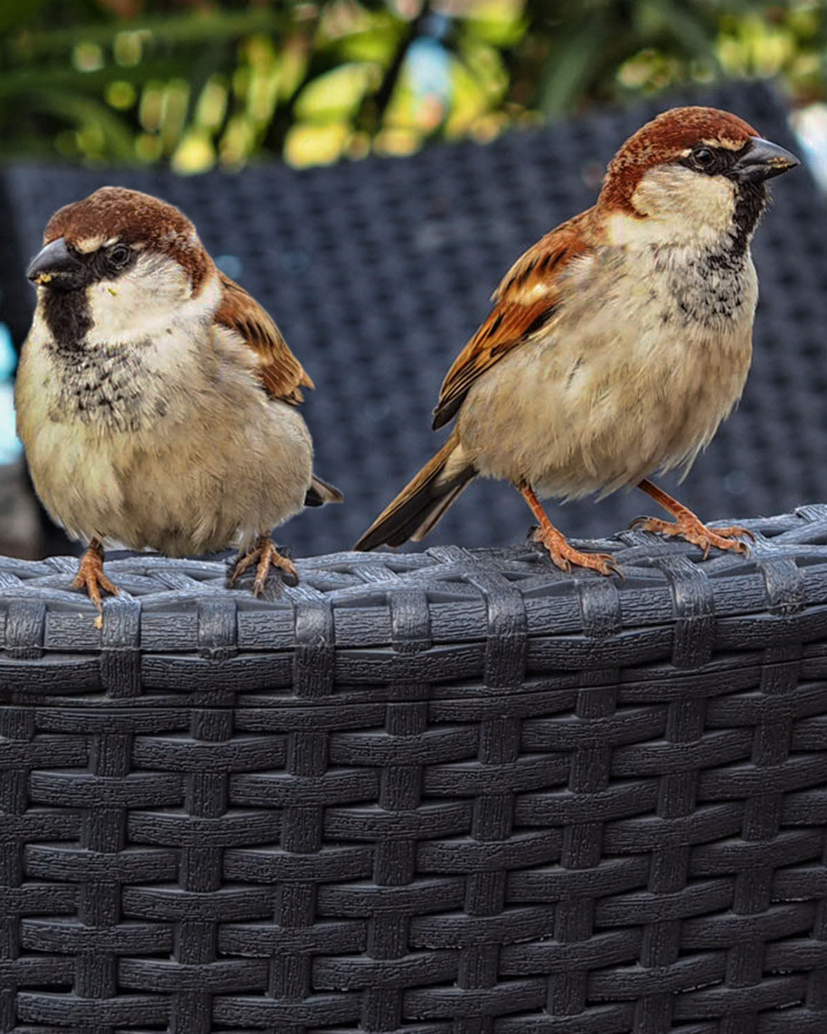 Waiting for a crumb .....