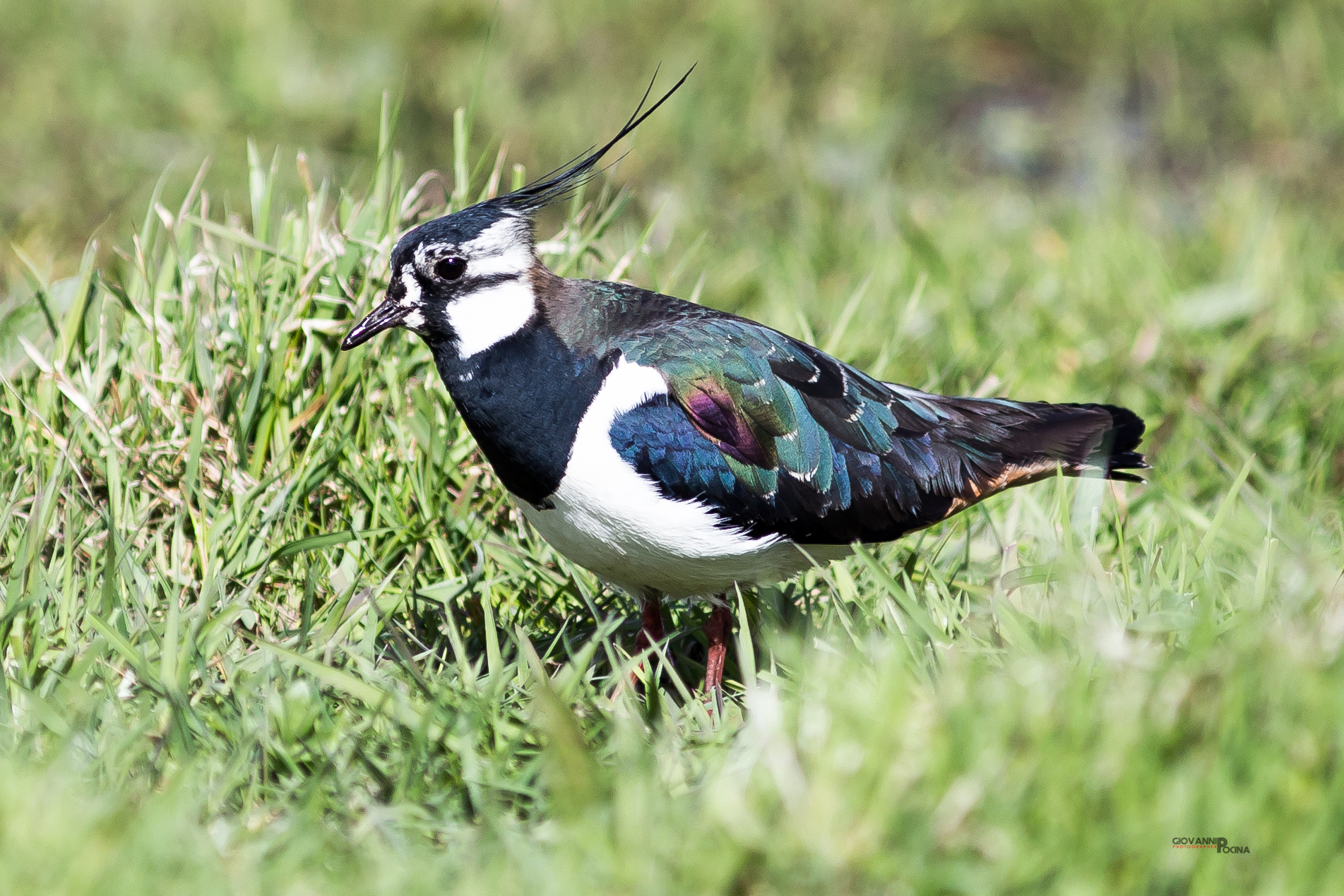 Pavoncella (Vanellus vanellus)