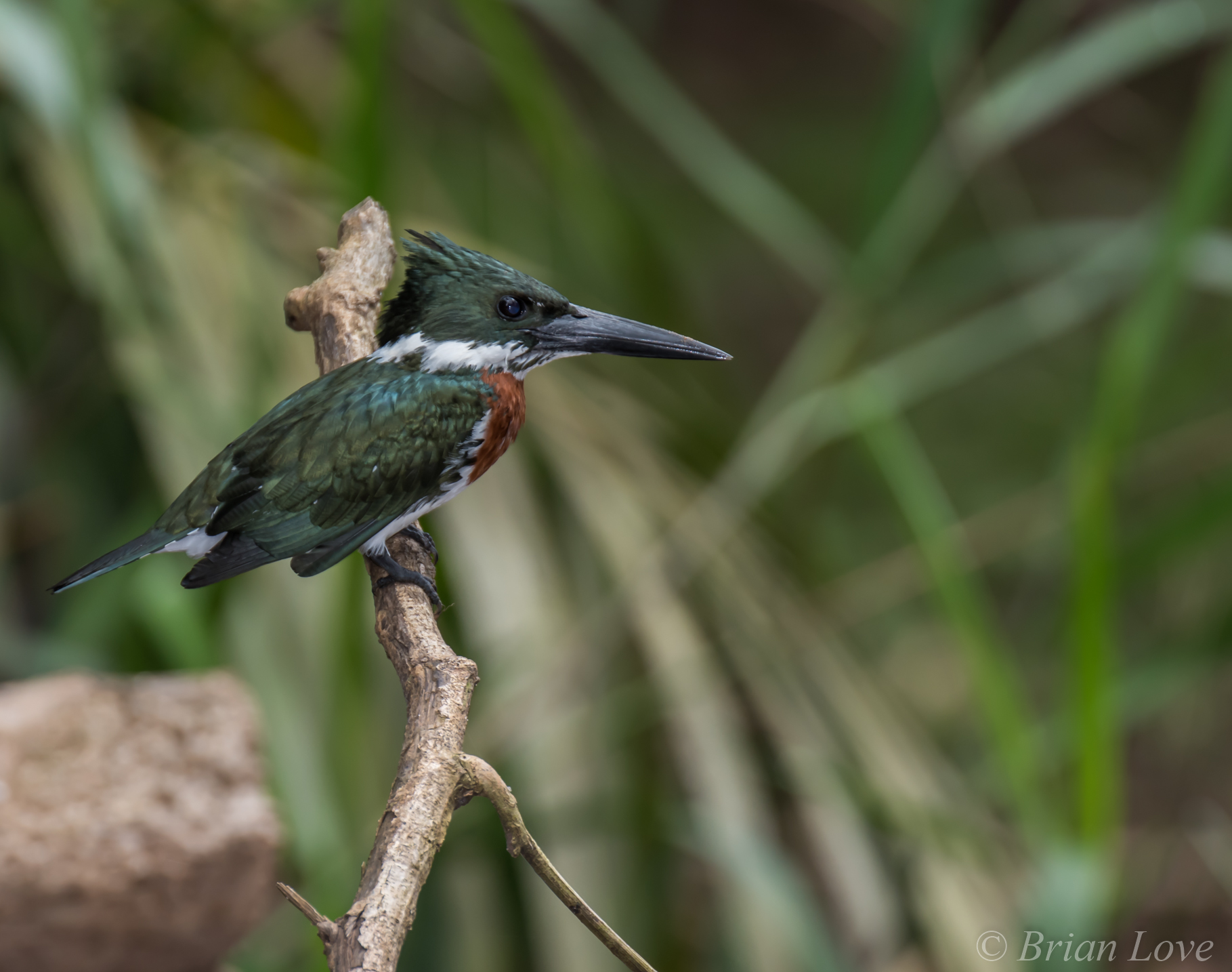 Amazon Kingfisher - Maschio