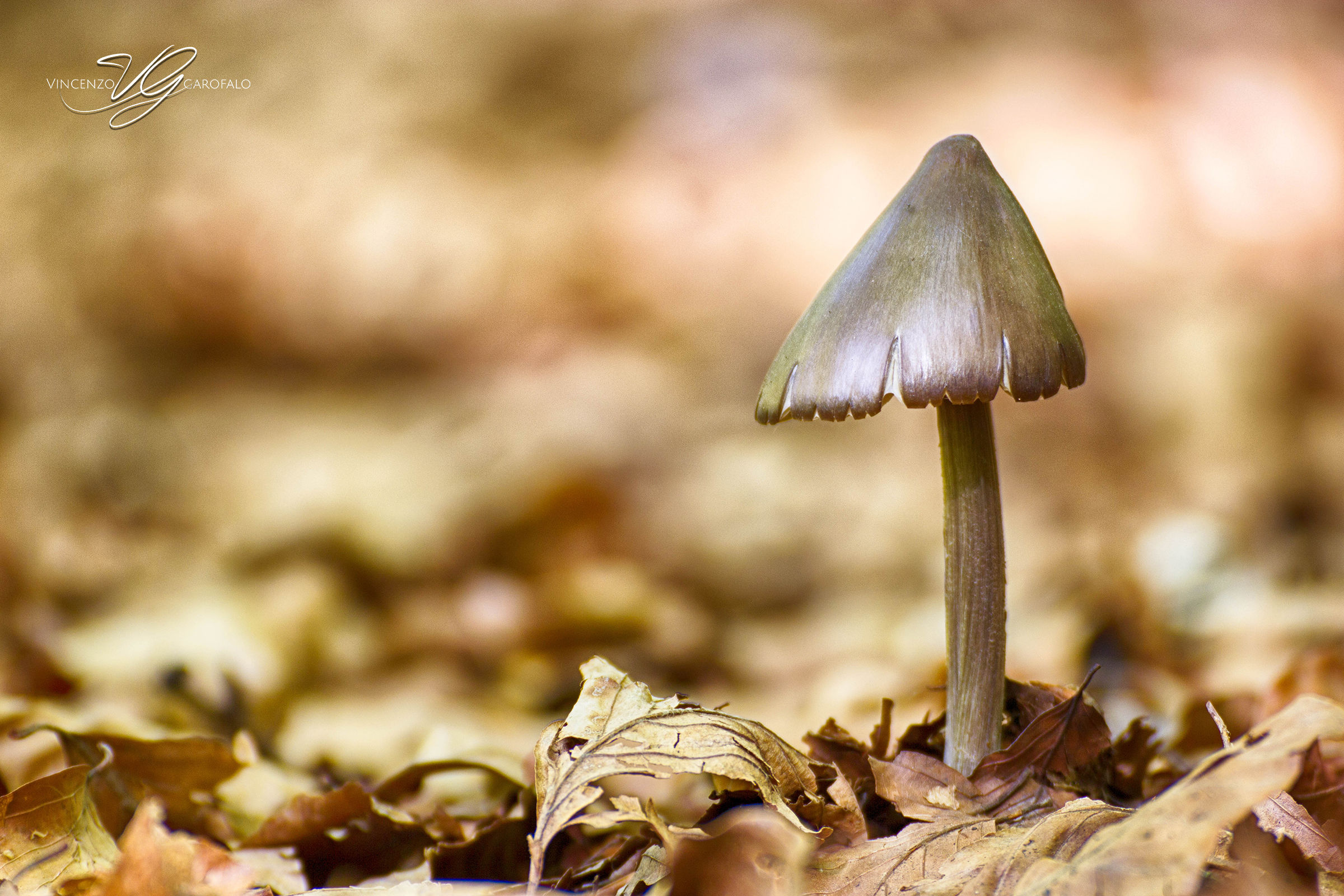 Piccole cupole nel mare di foglie