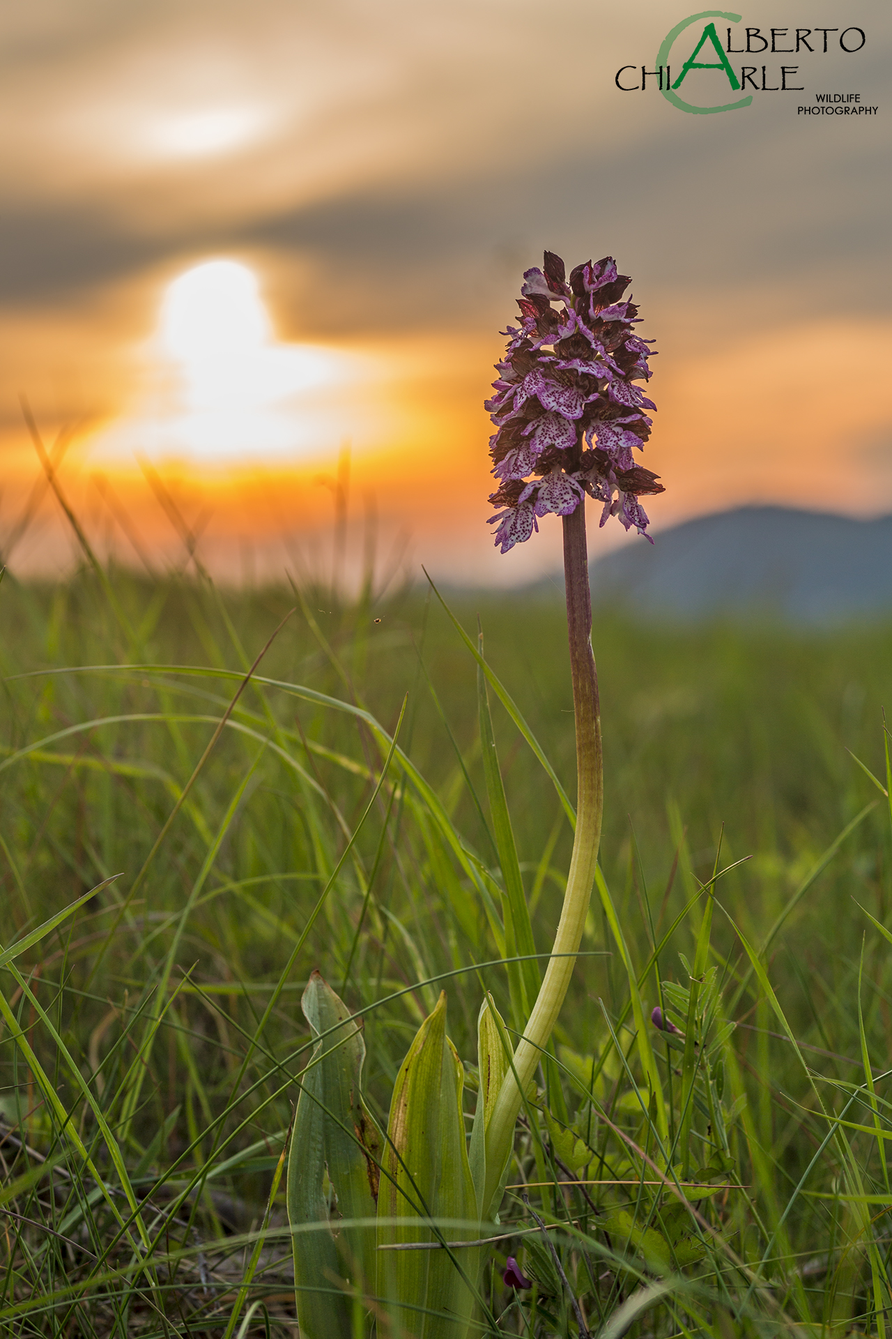 Orchis purpurea