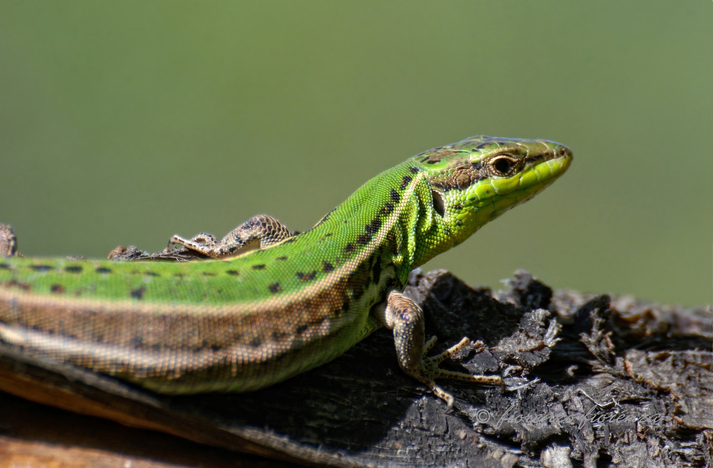 Sicilian lizard