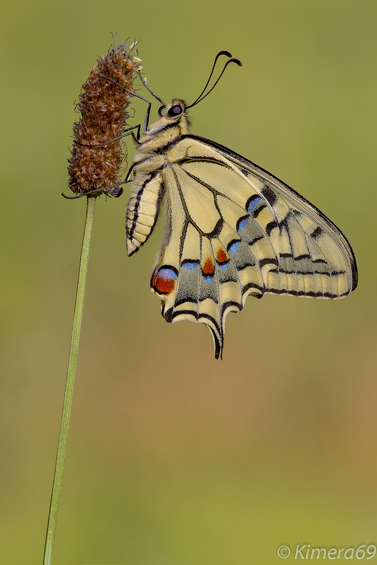 Papilio machaon