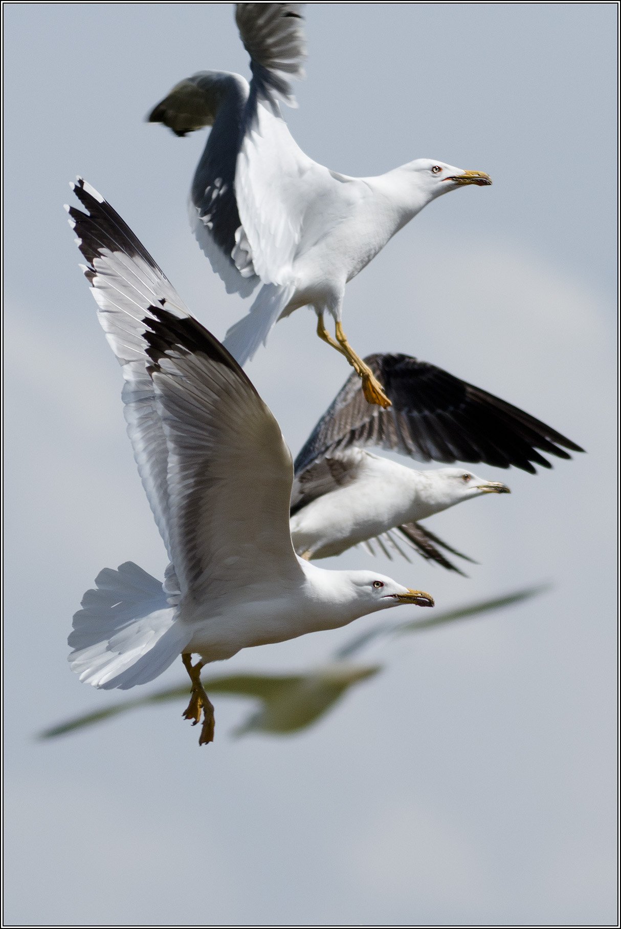 herring gulls