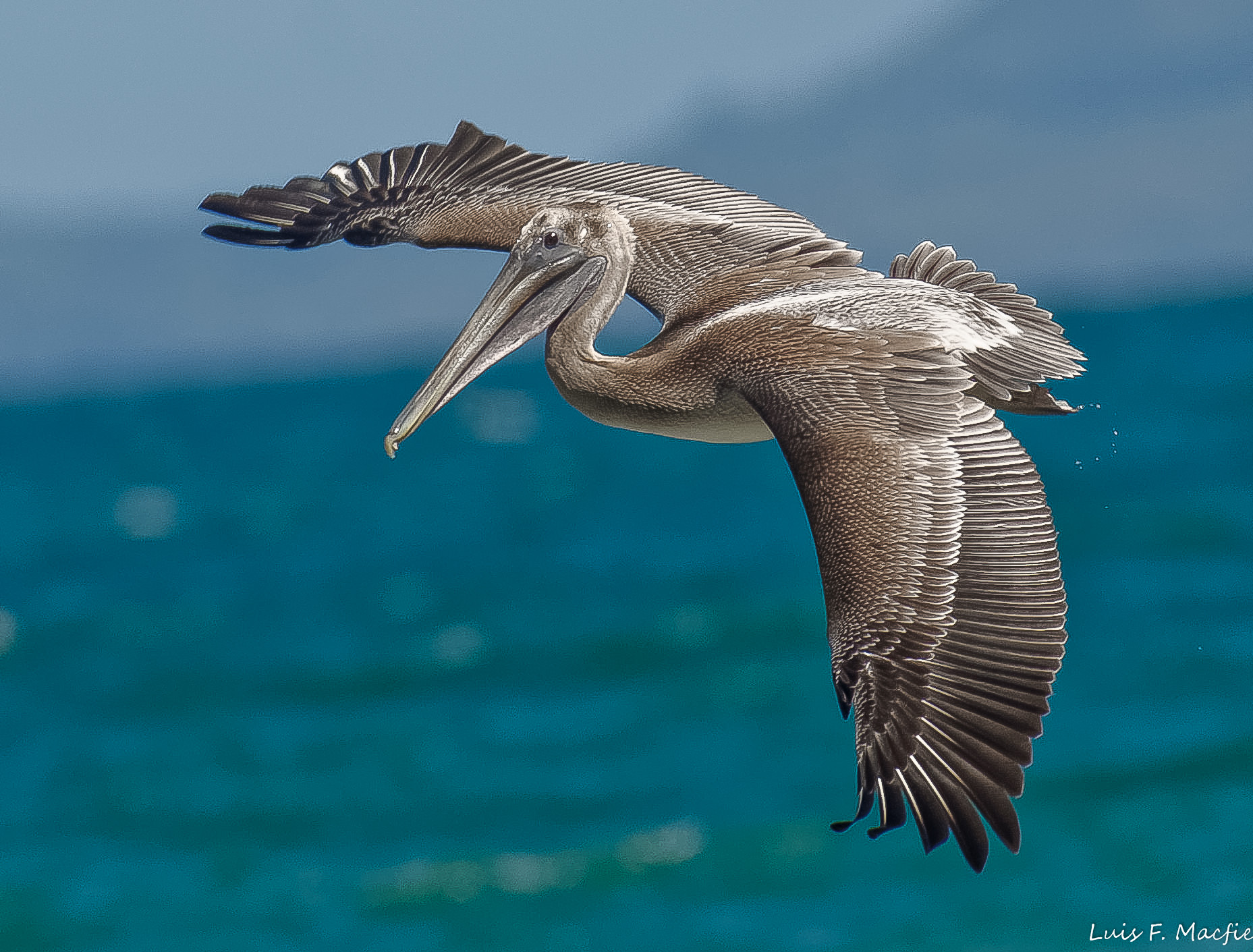 Pellicano bruno / Pellicano Bruno / Pelecanus occidentalis