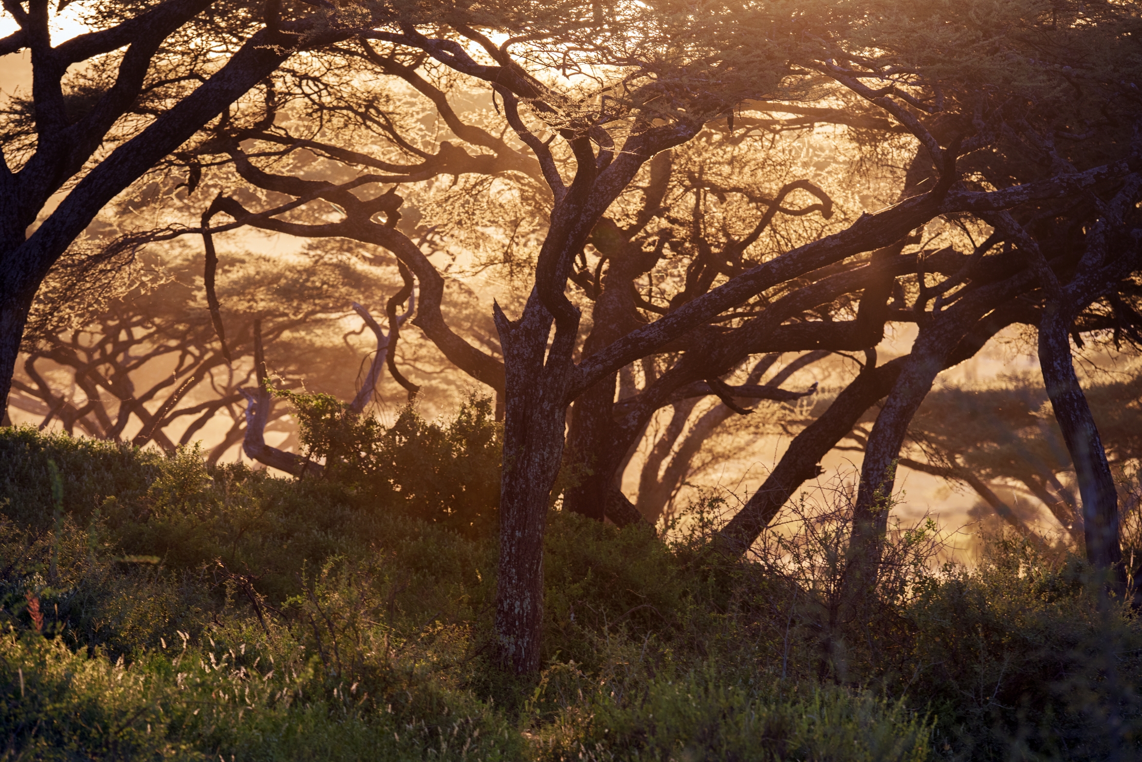 Tanzania 2016 - Intrecci al tramonto