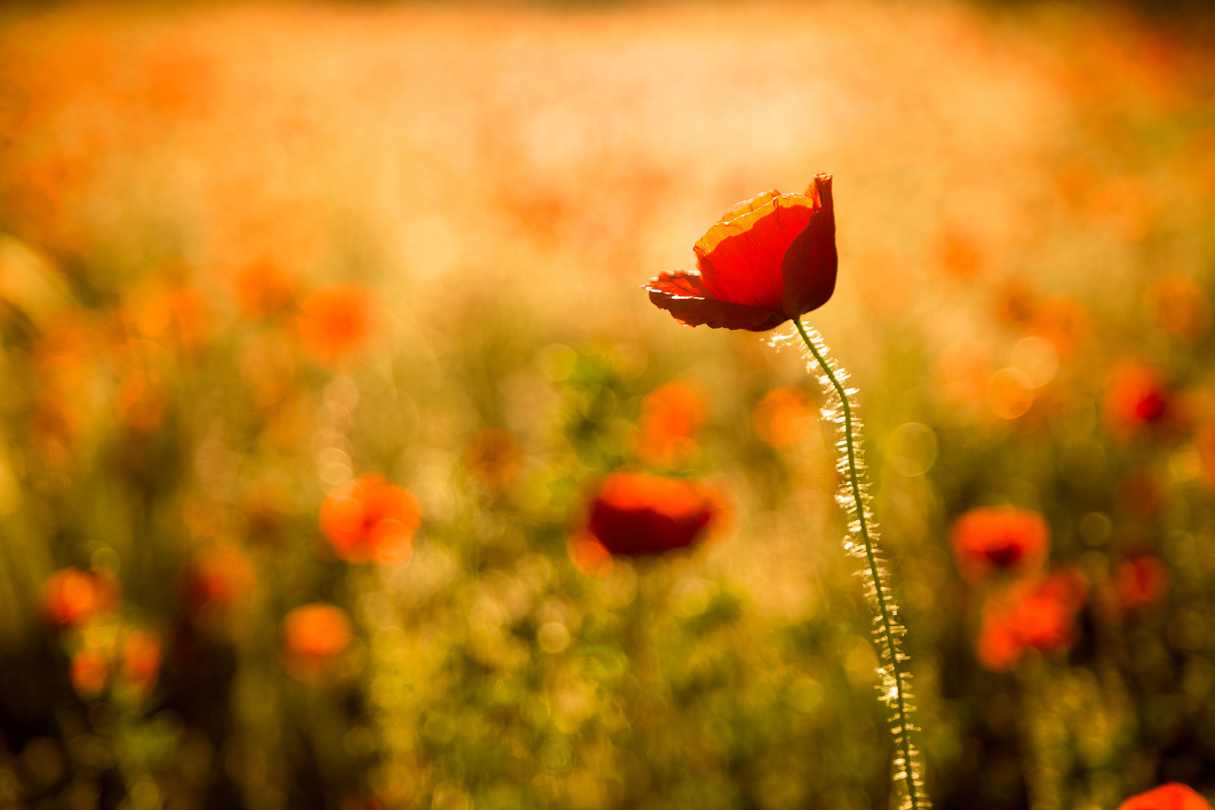 Light and poppies