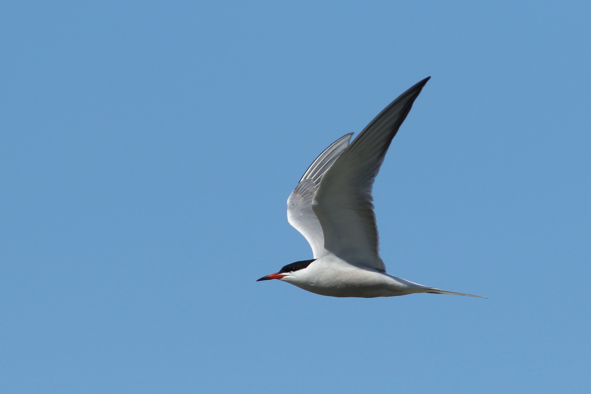 tern